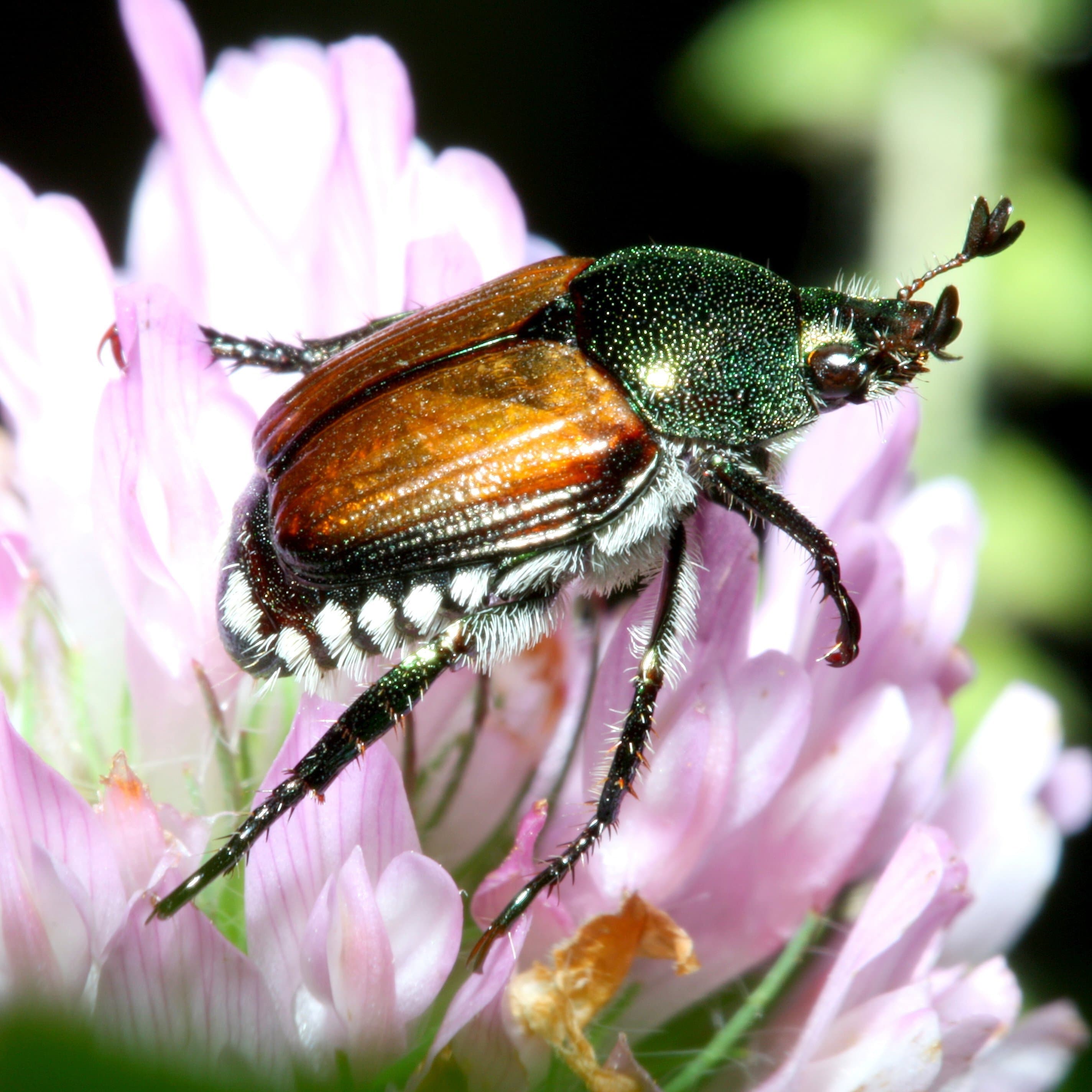 Japanese Beetle in Fruit Crops: Overwintering Survival & Updates for 2019