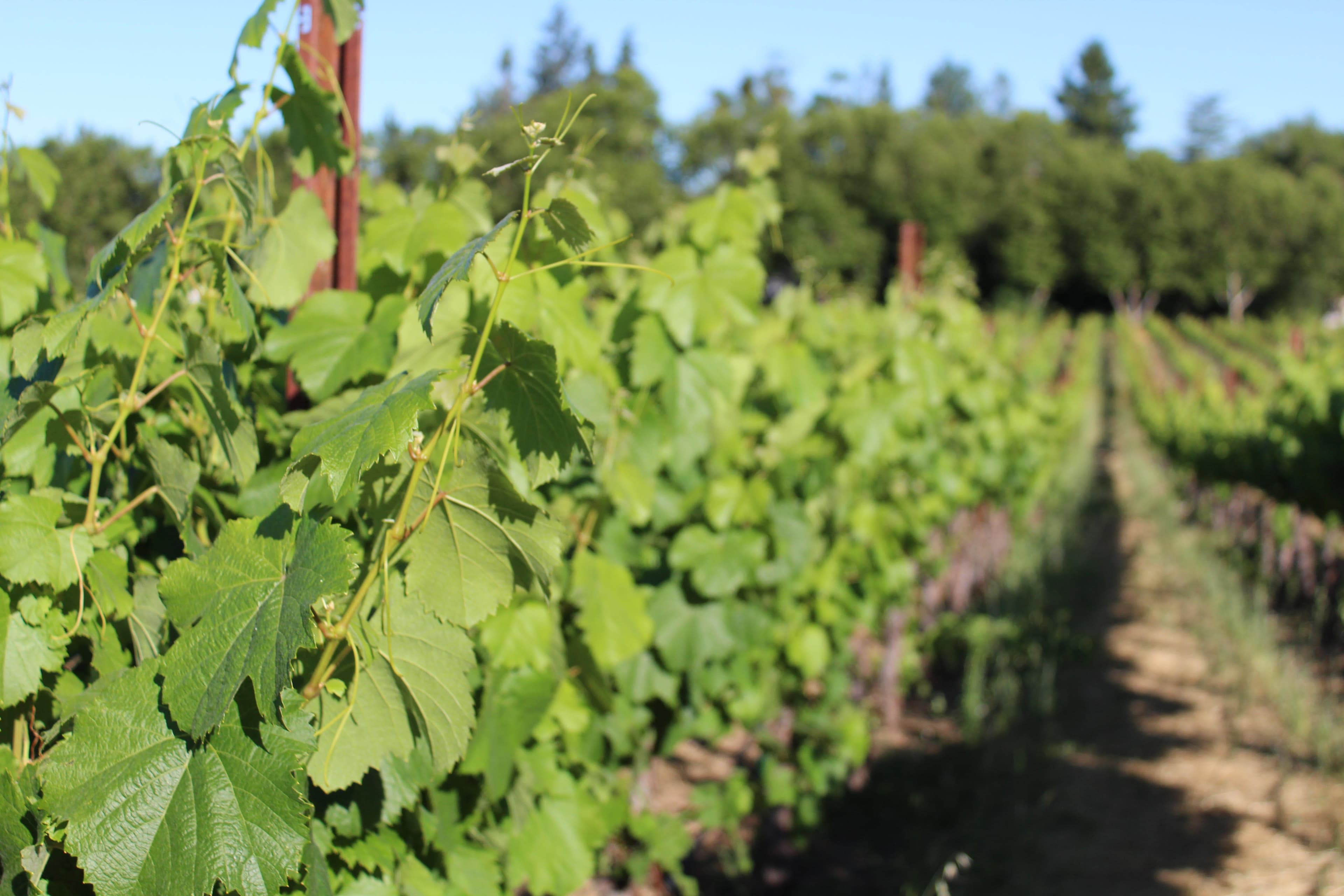 Washington State Wine Bets Big on Research