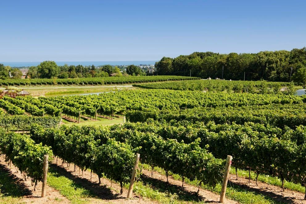 Sensory tests suggest ‘liking’ wines made with native grapes a learned response