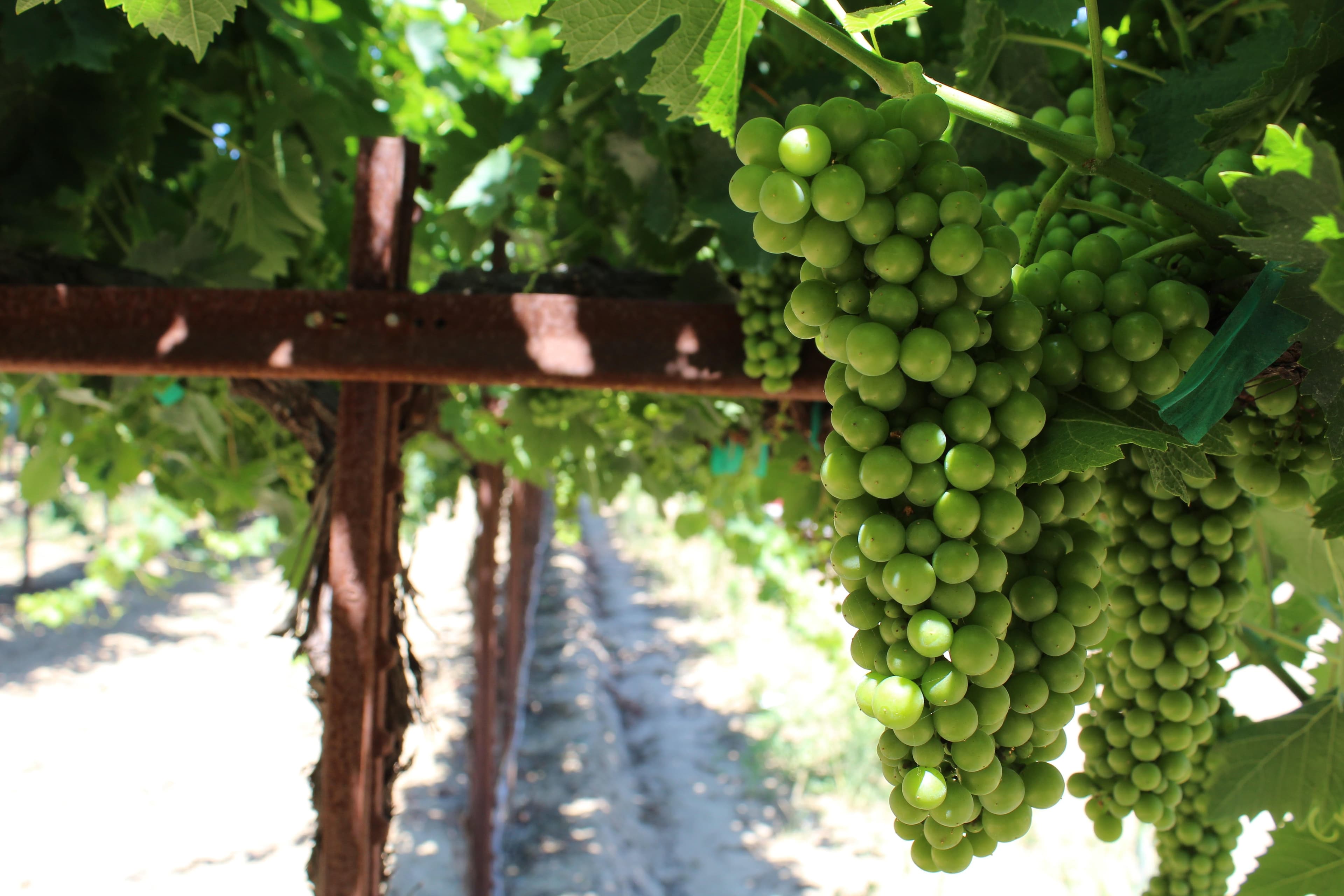 Nutrient Guidelines for Wine Grapes