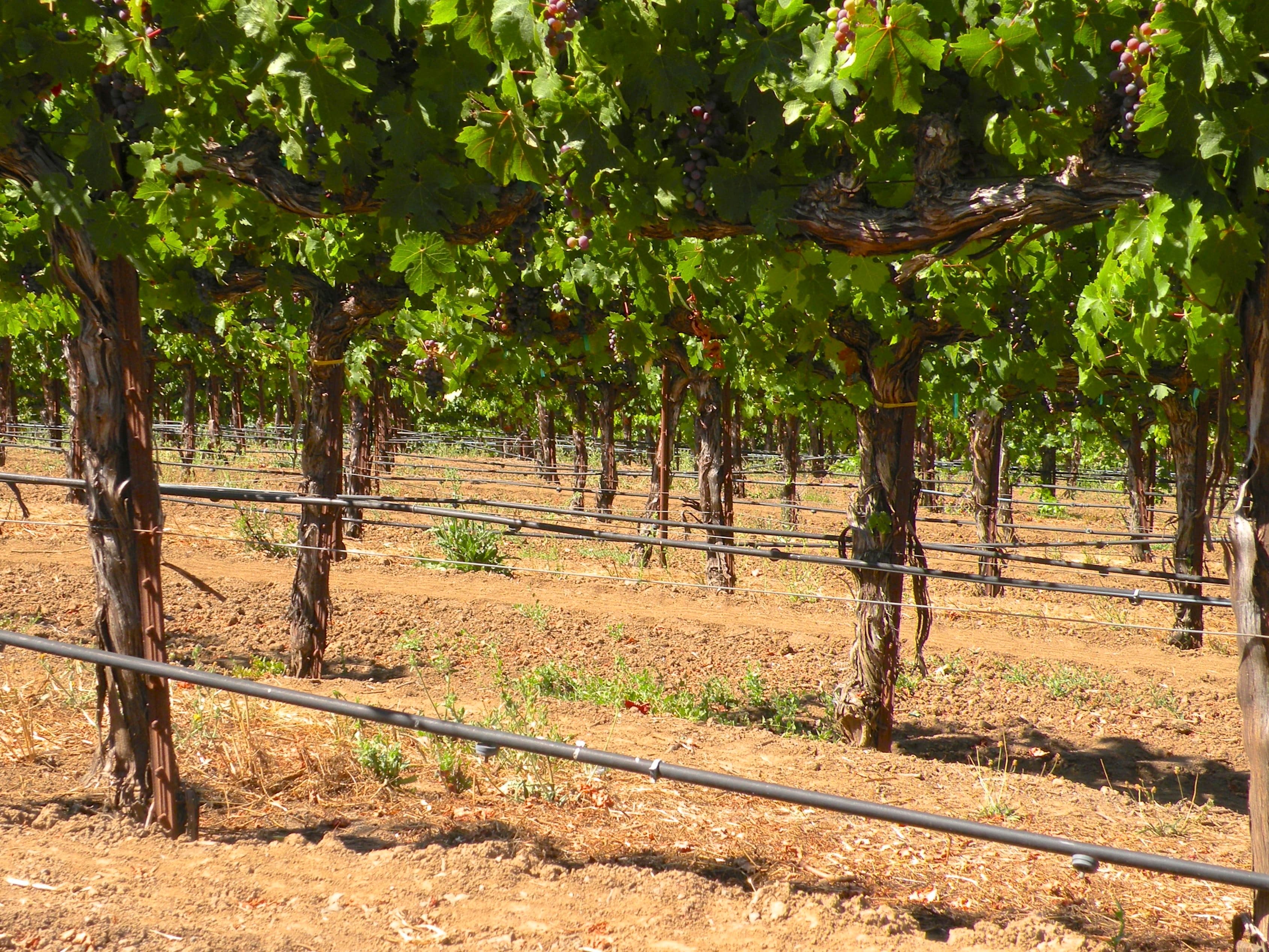 OSU on Managing Grapevine Water Status Under Irrigated & Non-irrigated Conditions