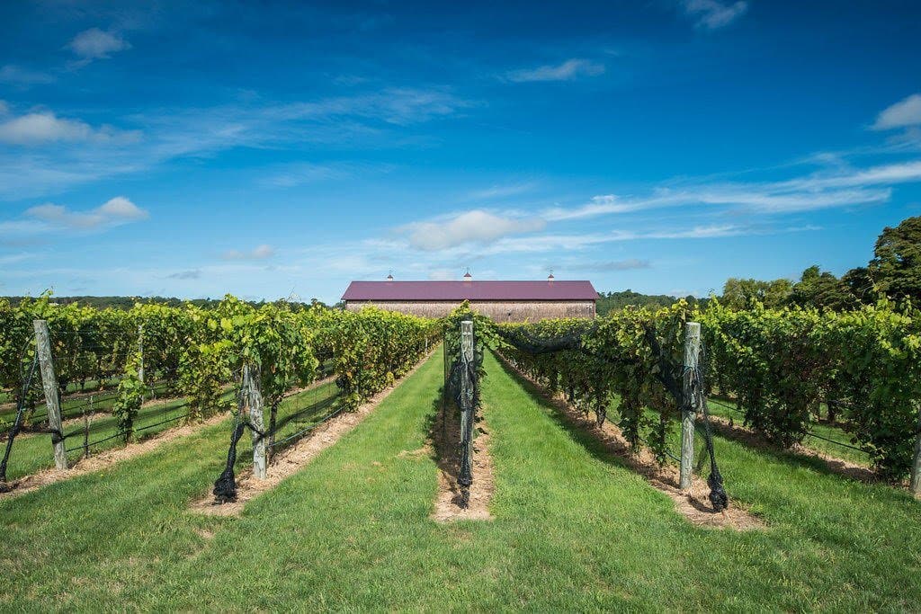 New York Wine & Grape Foundation Funds Long Island Sustainable Wine Growing Course