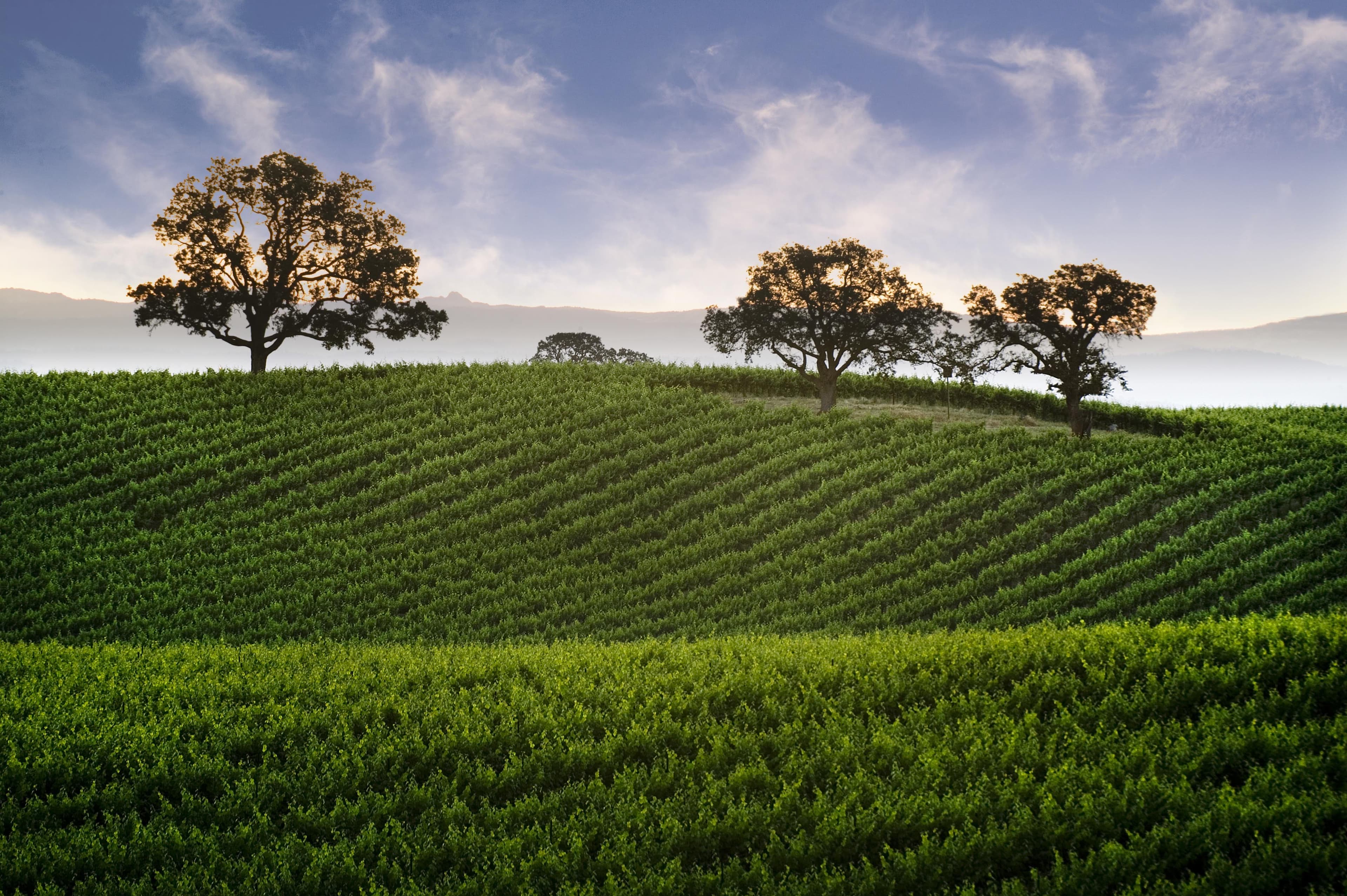Lodi Winegrape Commission Welcomes New Officers and Members of Board of Directors