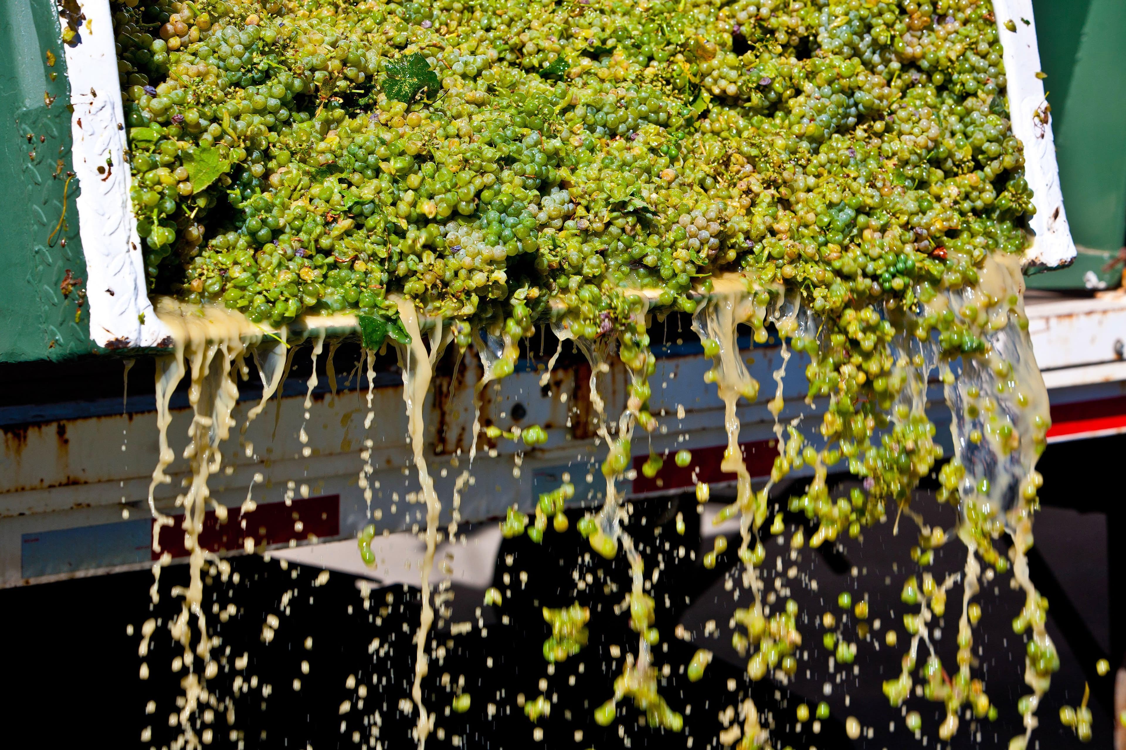 2019 Wine Grape Harvest Begins in Sonoma County