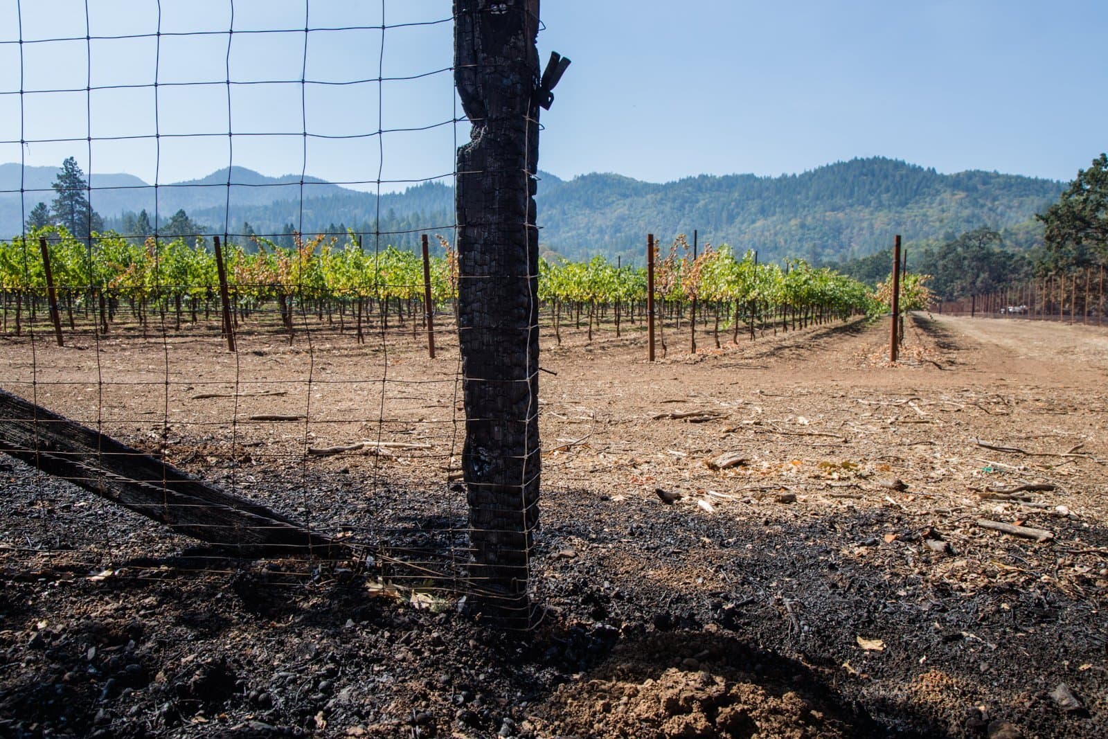 Winegrape Growers Affected by Wildfires Can Apply for Assistance Through WHIP+