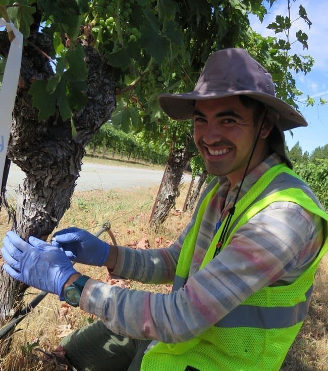 Drilling for Microbial Gold: Eskalen Lab Researchers Seek Biocontrol Agents for Canker Disease