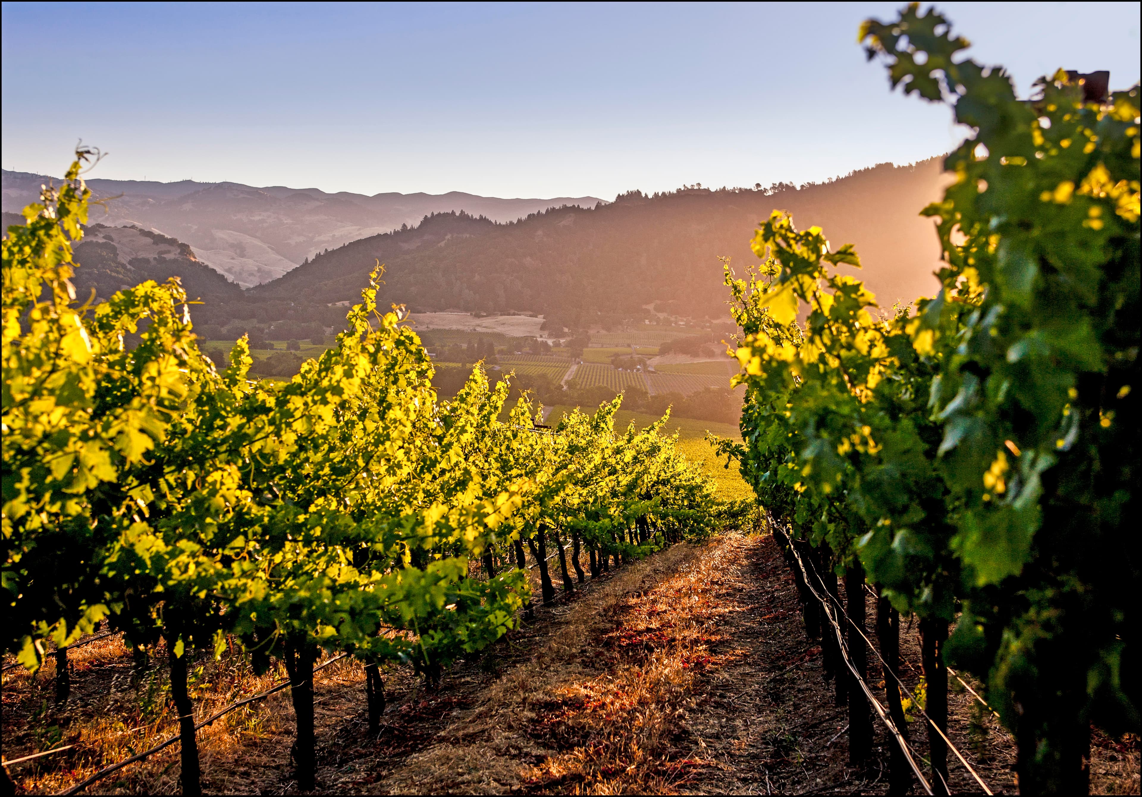 Sonoma County Nominated Wine Enthusiast Wine Region of the Year
