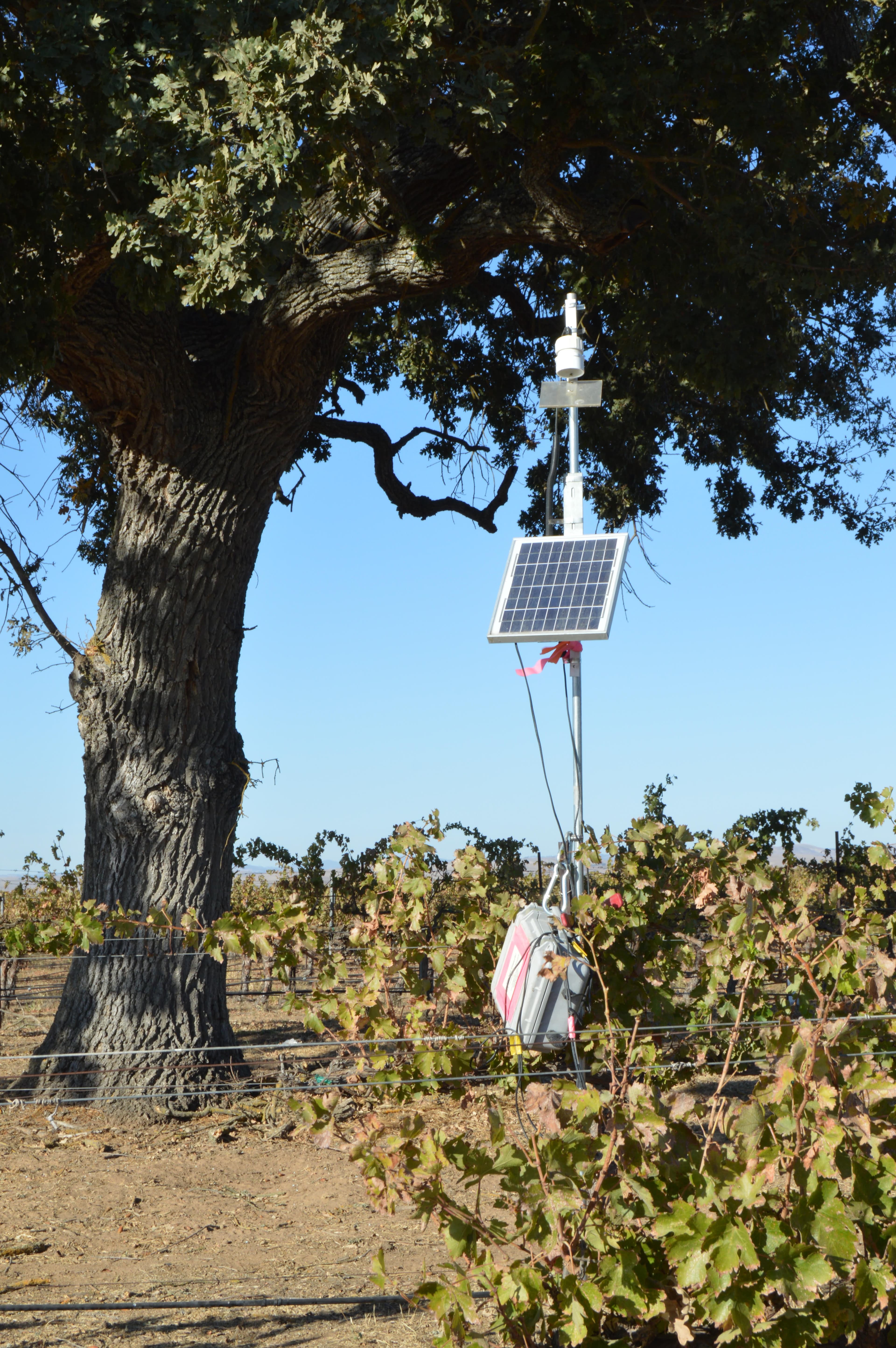 Oaks in Vineyards A ‘Win-Win’ for Bats and Growers