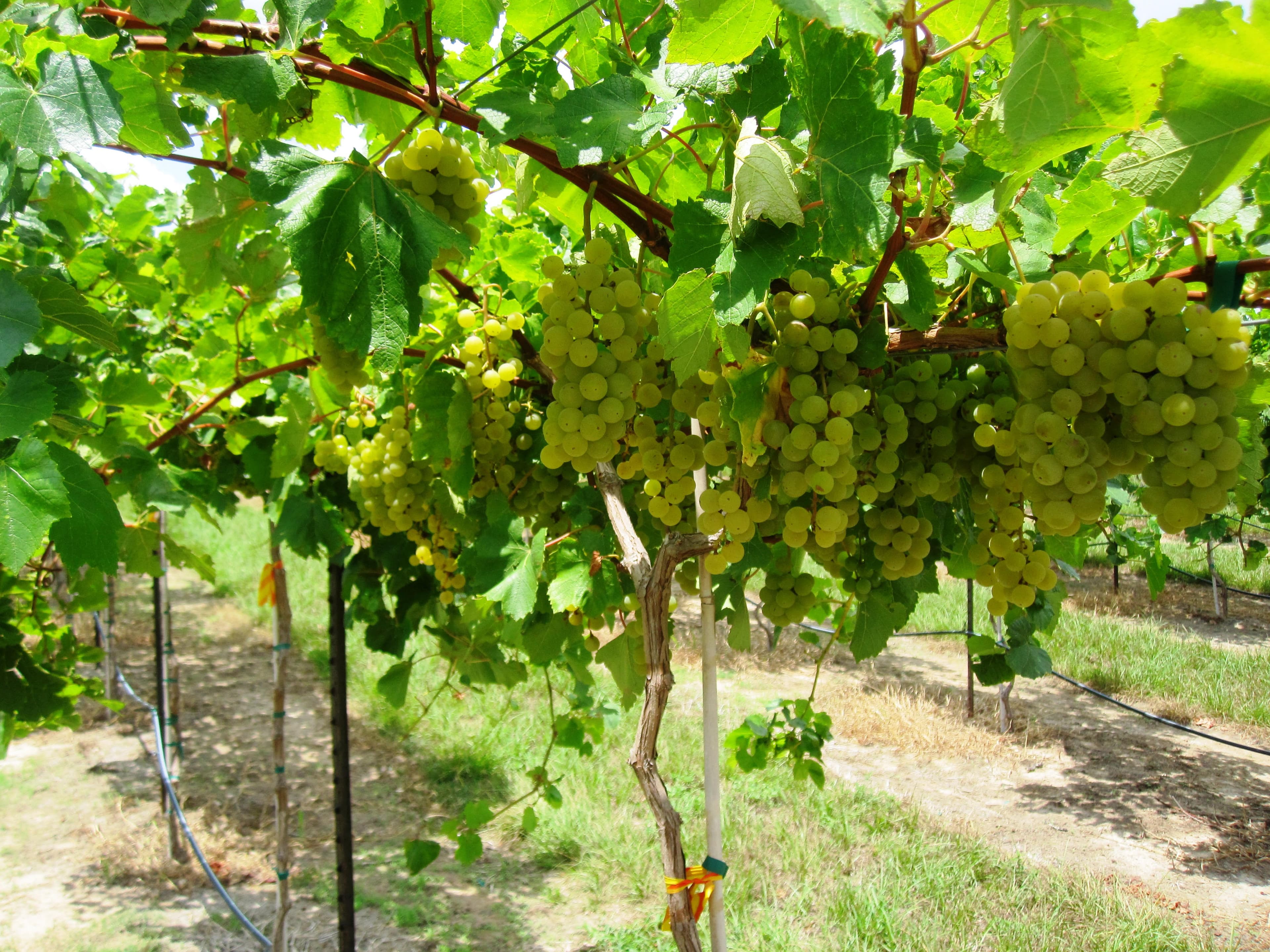Crop Update from Texas A&M AgriLife Extension