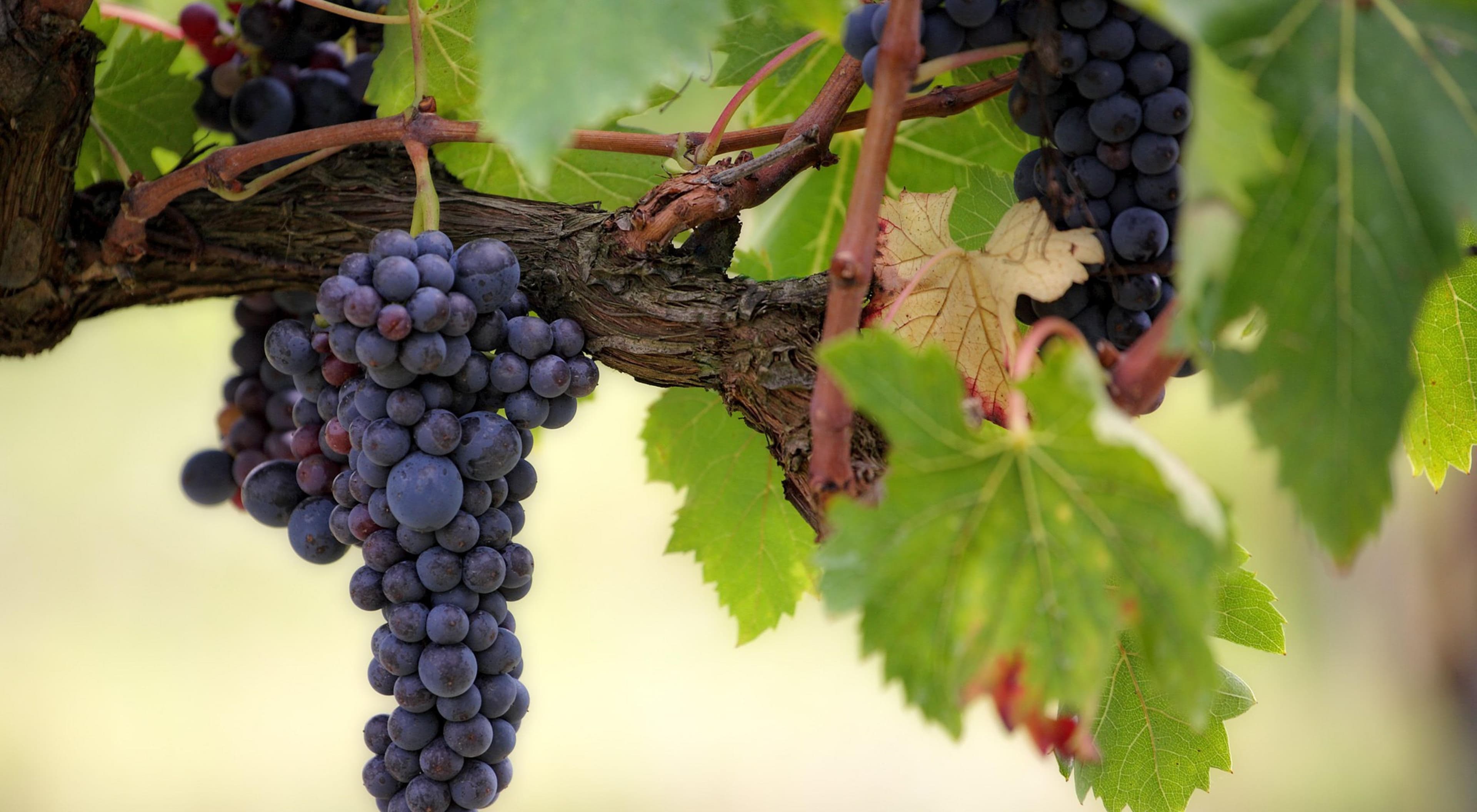 New York Crop Update from Cornell Viticulture Extension