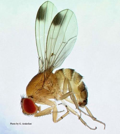 Spotted-Wing Drosophila Concern for Grapes Near Harvest