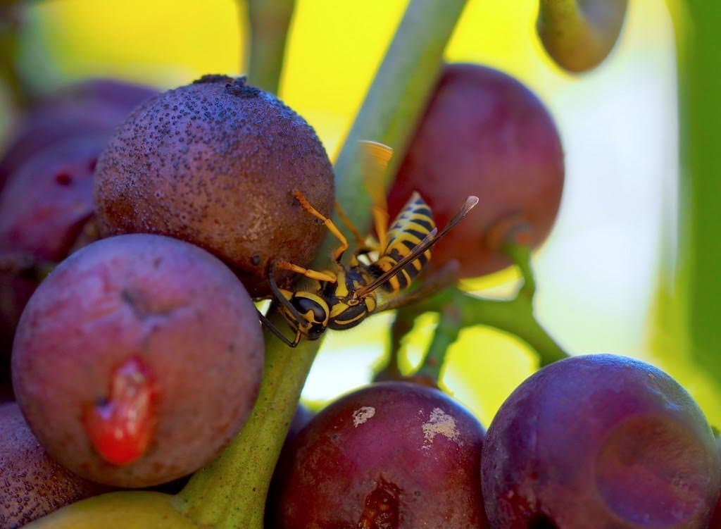 Wasps Can Cause Damage at Harvest – University of Georgia