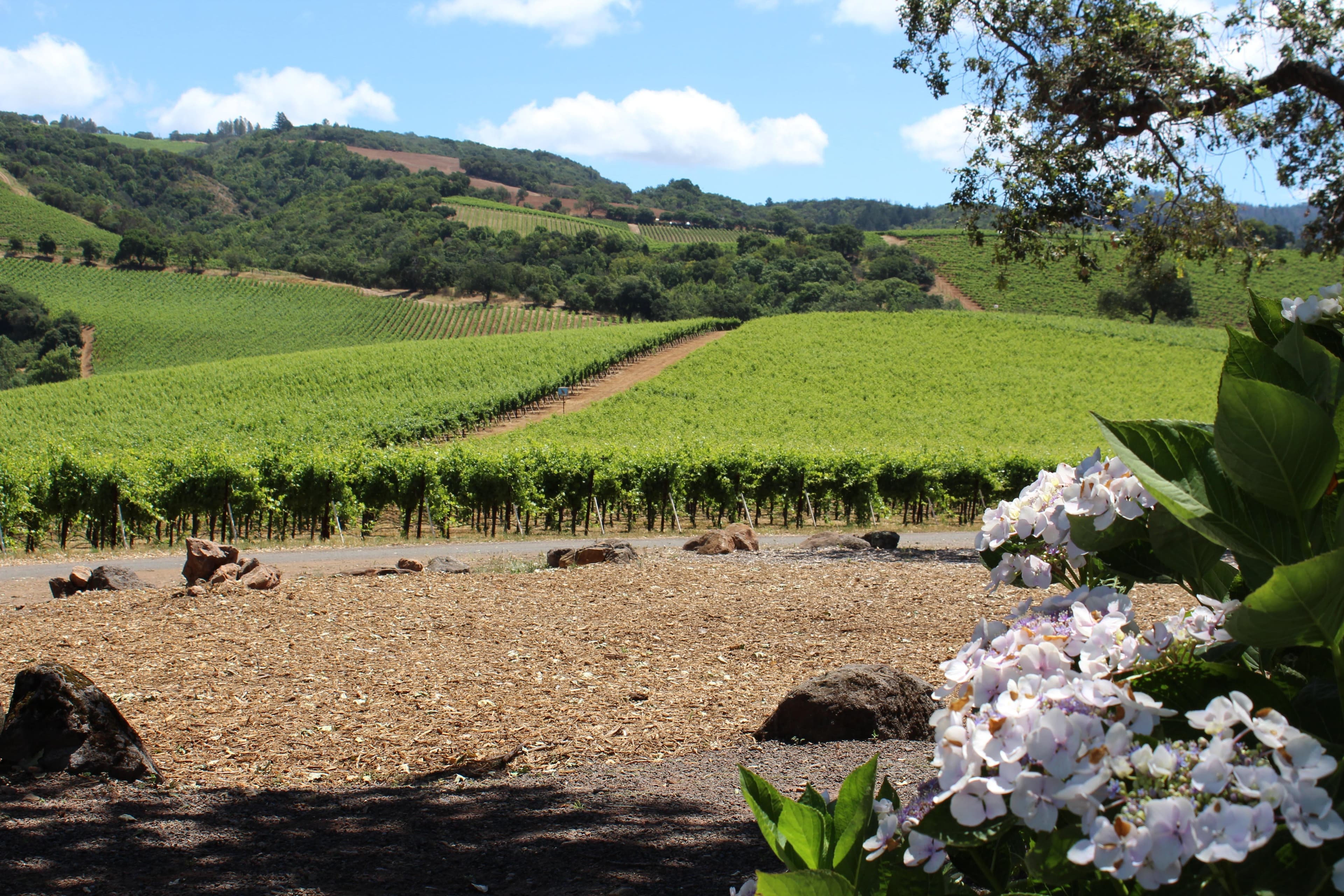 Sonoma County Winegrowers to Participate in Ag’s First Climate Certification Program
