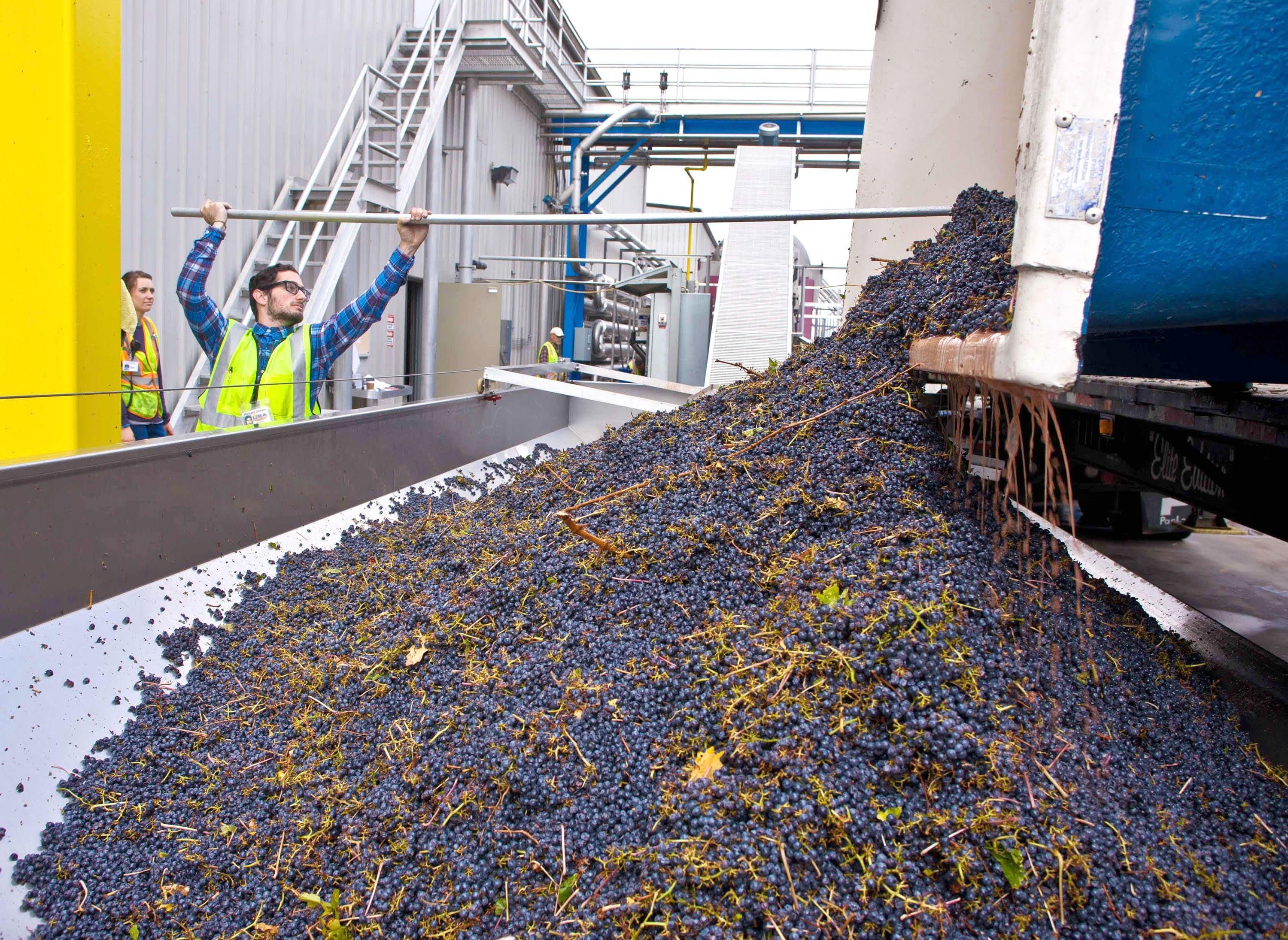 California Wine Grape Harvest Update with Allied Grape Growers