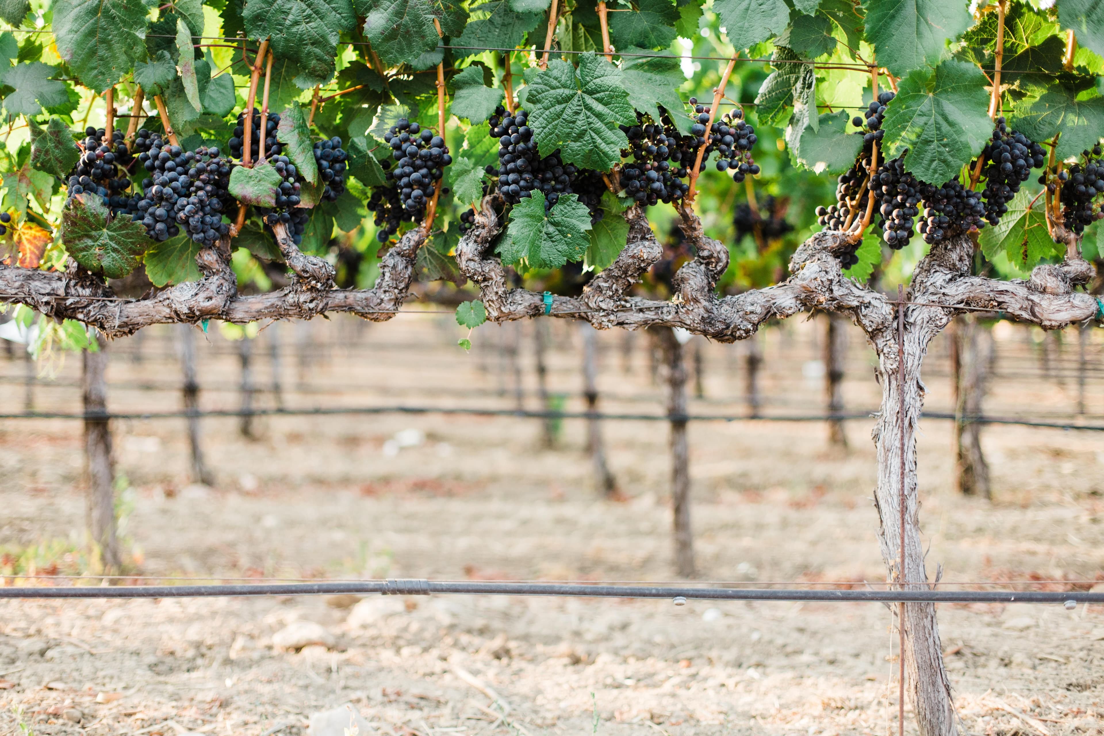 2019 Harvest Begins in Napa Valley