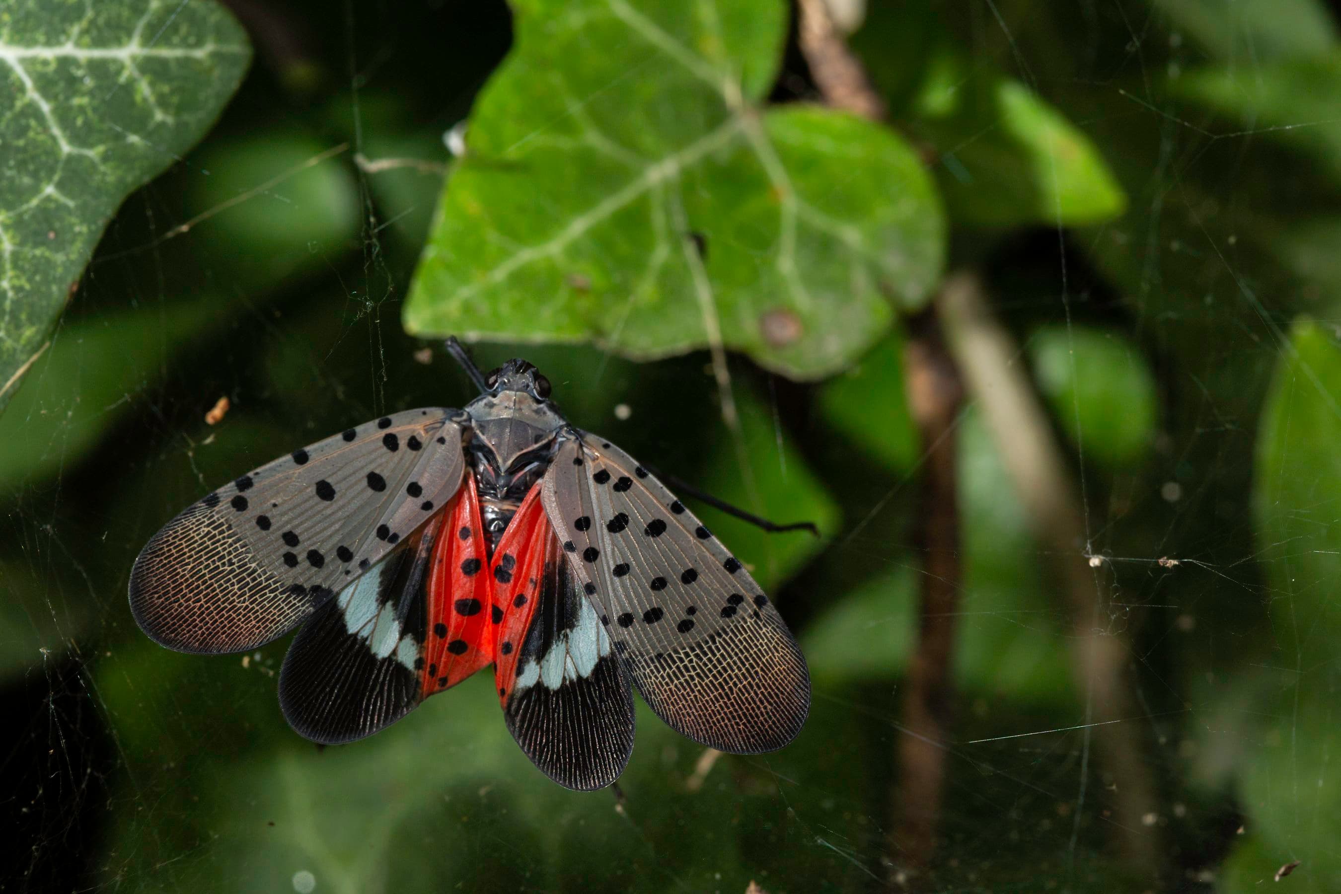 First Genome of Spotted Lanternfly Built from a Single Insect