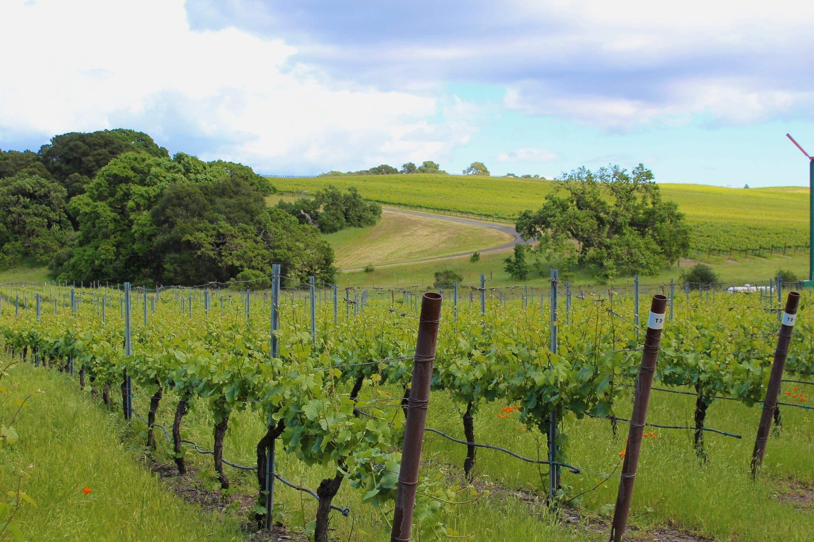 How Napa County Seeks to Streamline the Winery Permit Process