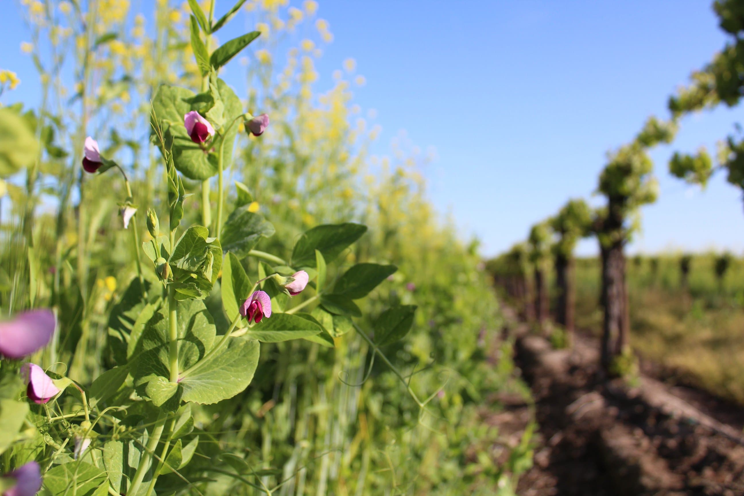 Ground Covers and Weed Control in Texas Vineyards