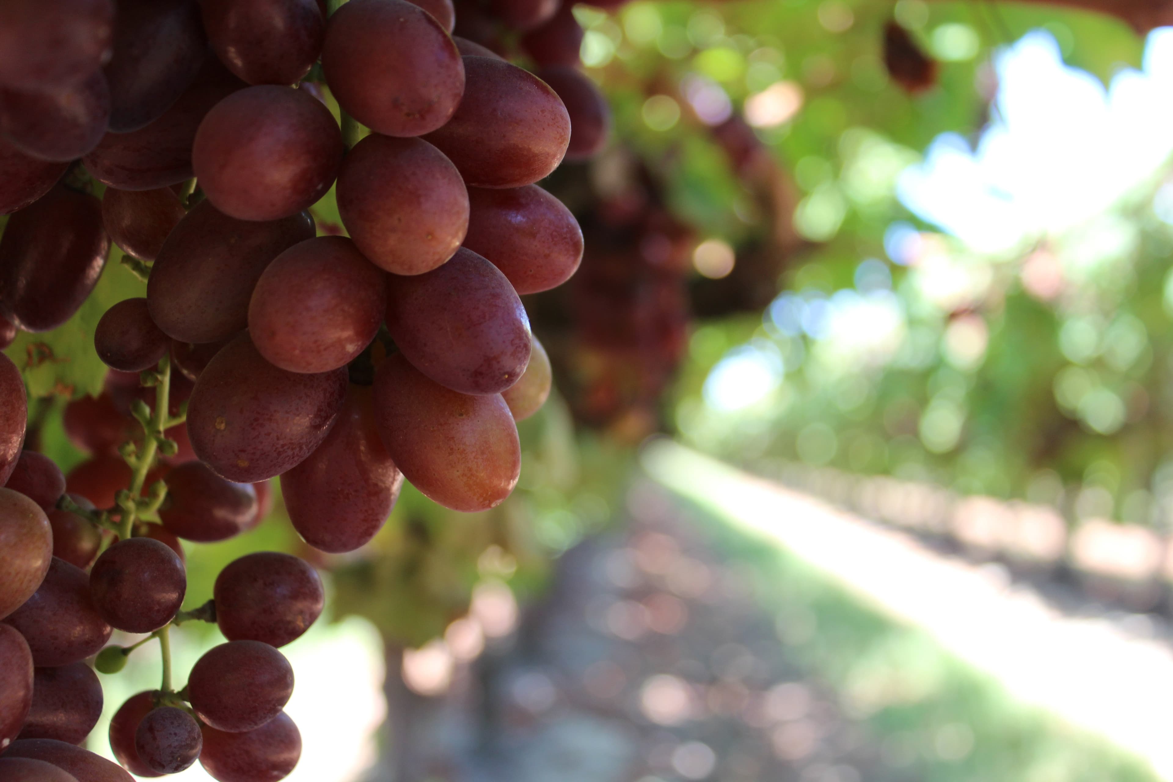 Clarification of New Farm Water Testing Requirements Under FSMA