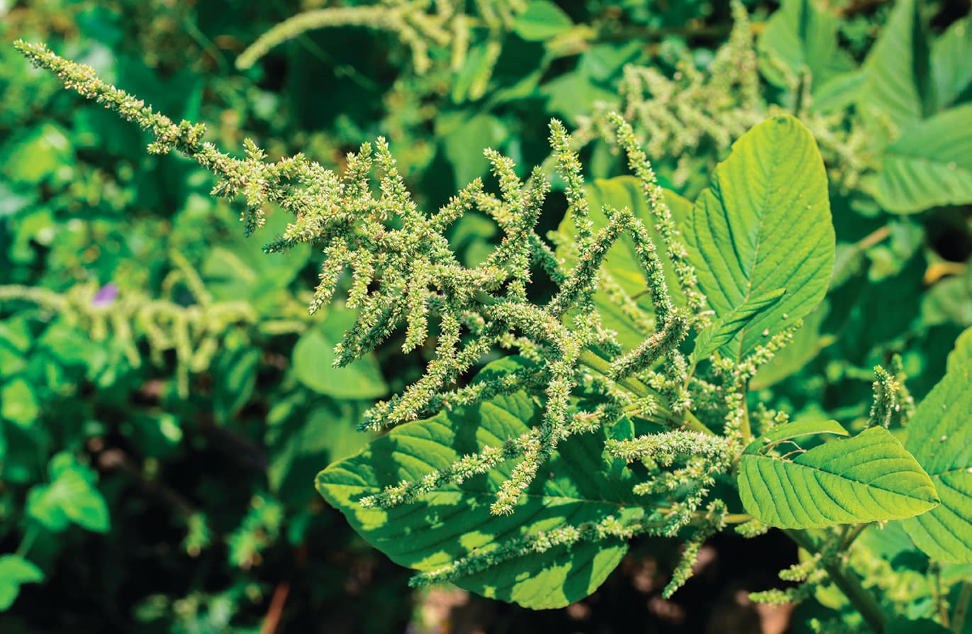 BASF Launches Operation Weed Eradication to Help Growers Eradicate Weeds