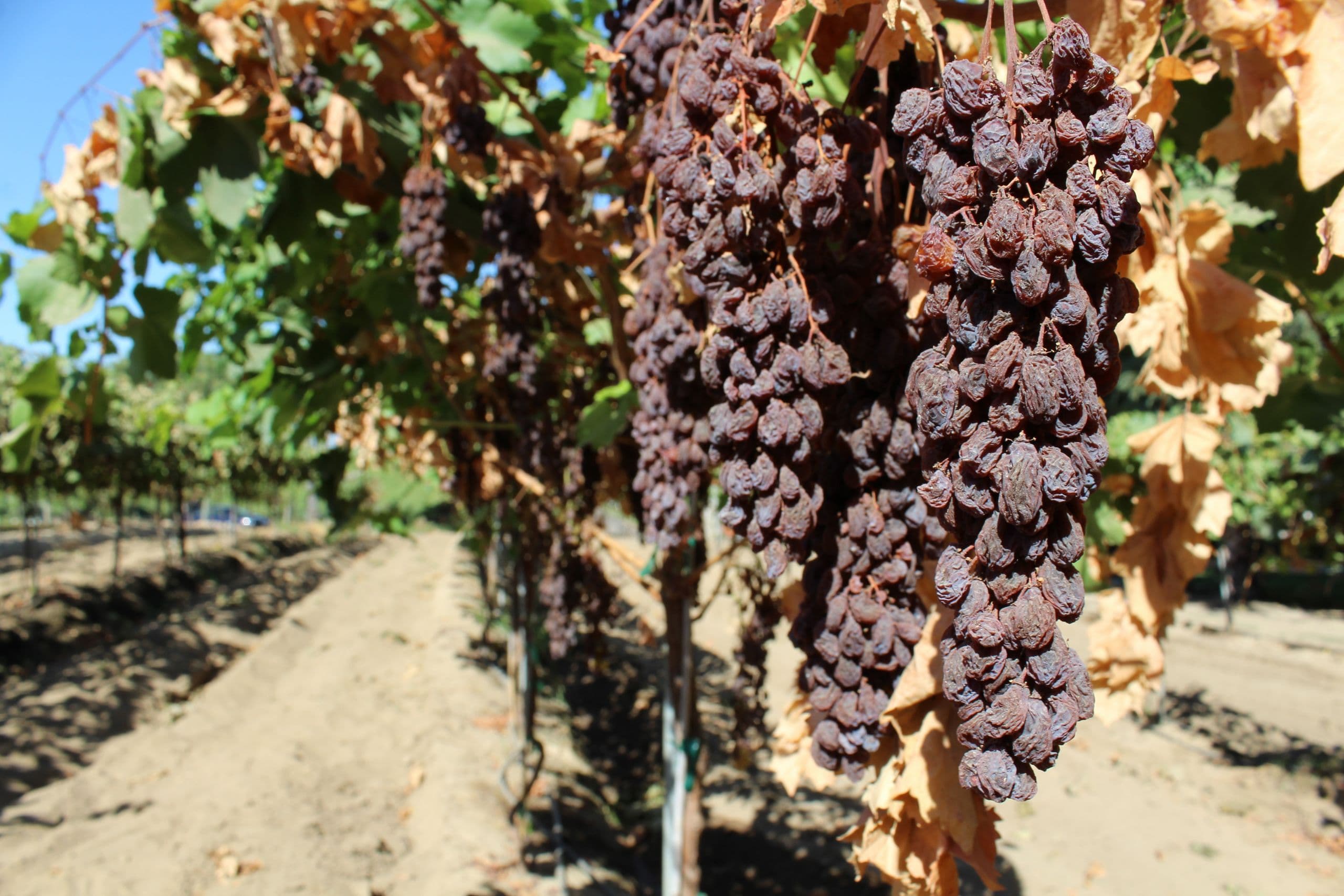 2019 Raisin Crop Offer Made to RBA Signatory Packers