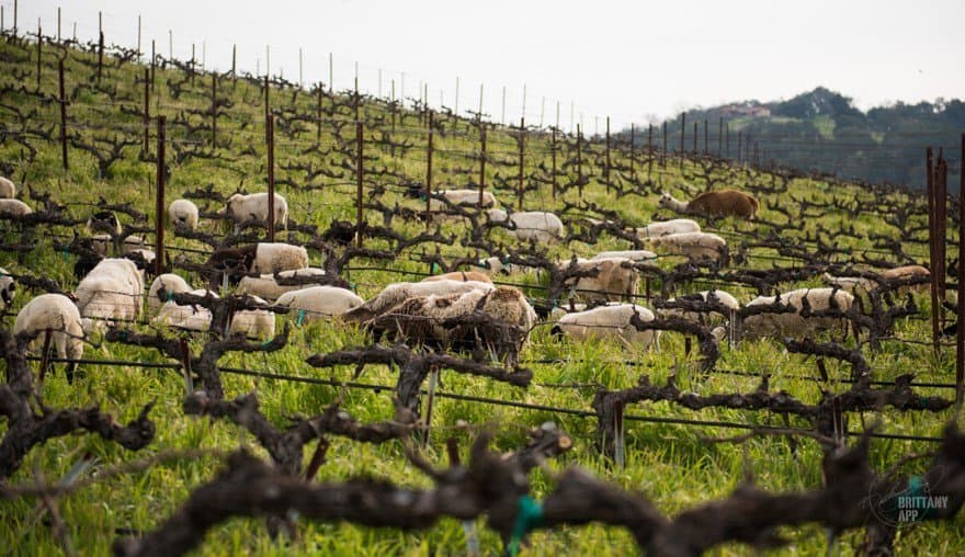 First California Farm Awarded Top Animal Welfare, Grassfed & Non-GMO Certifications