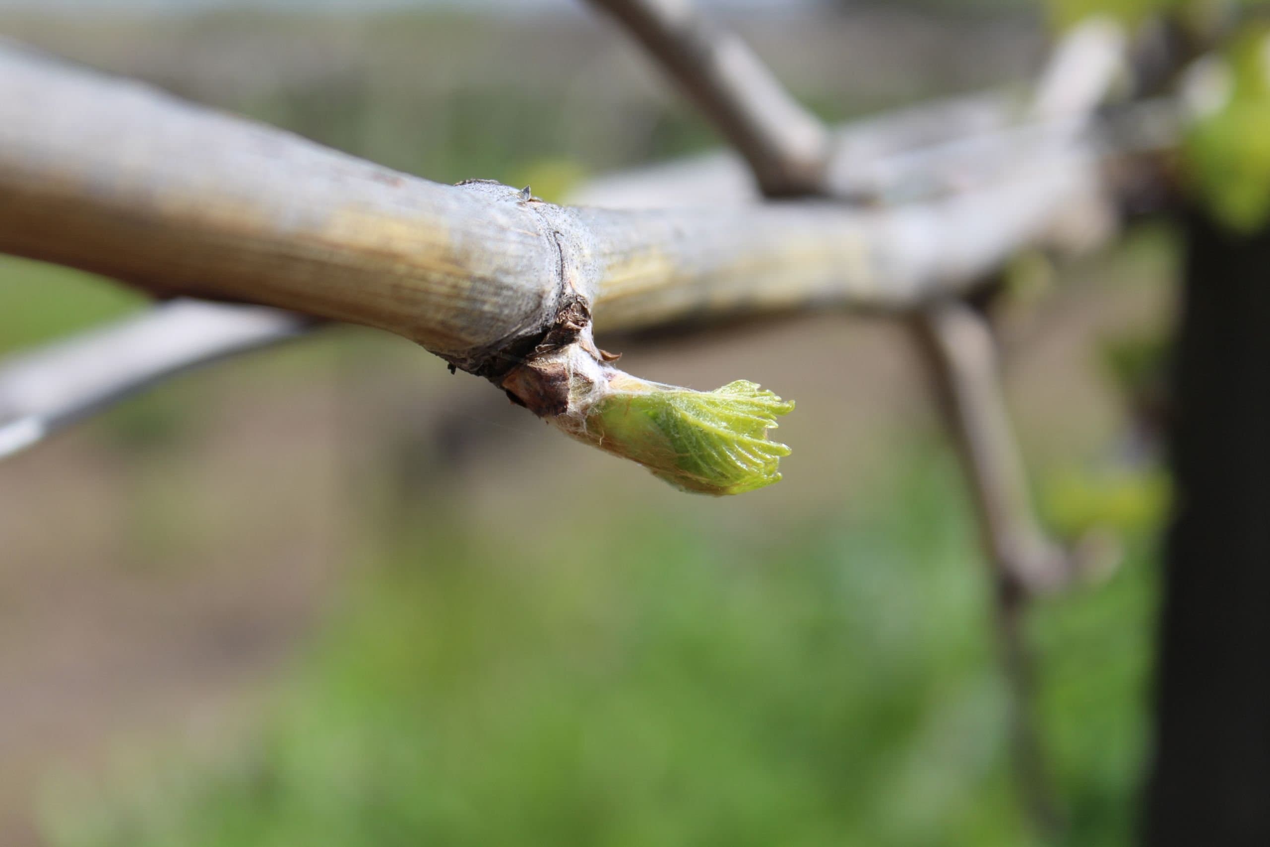 2020 Winegrowing Season Begins in Sonoma County
