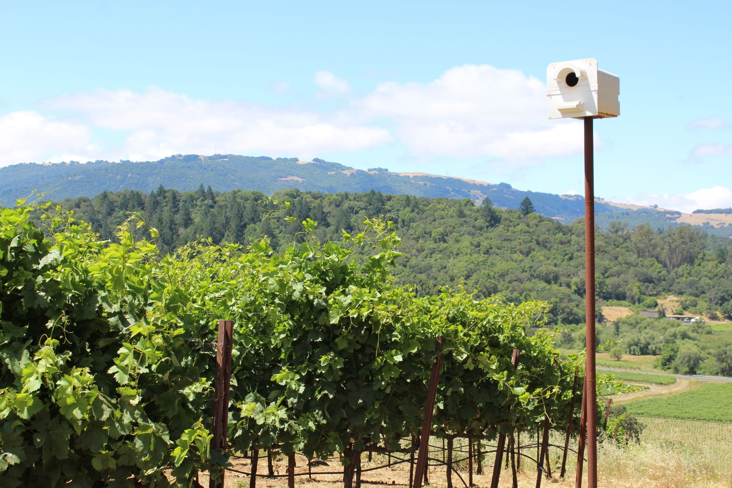 California Ups the Ante on Sustainable Vineyard & Wine Production