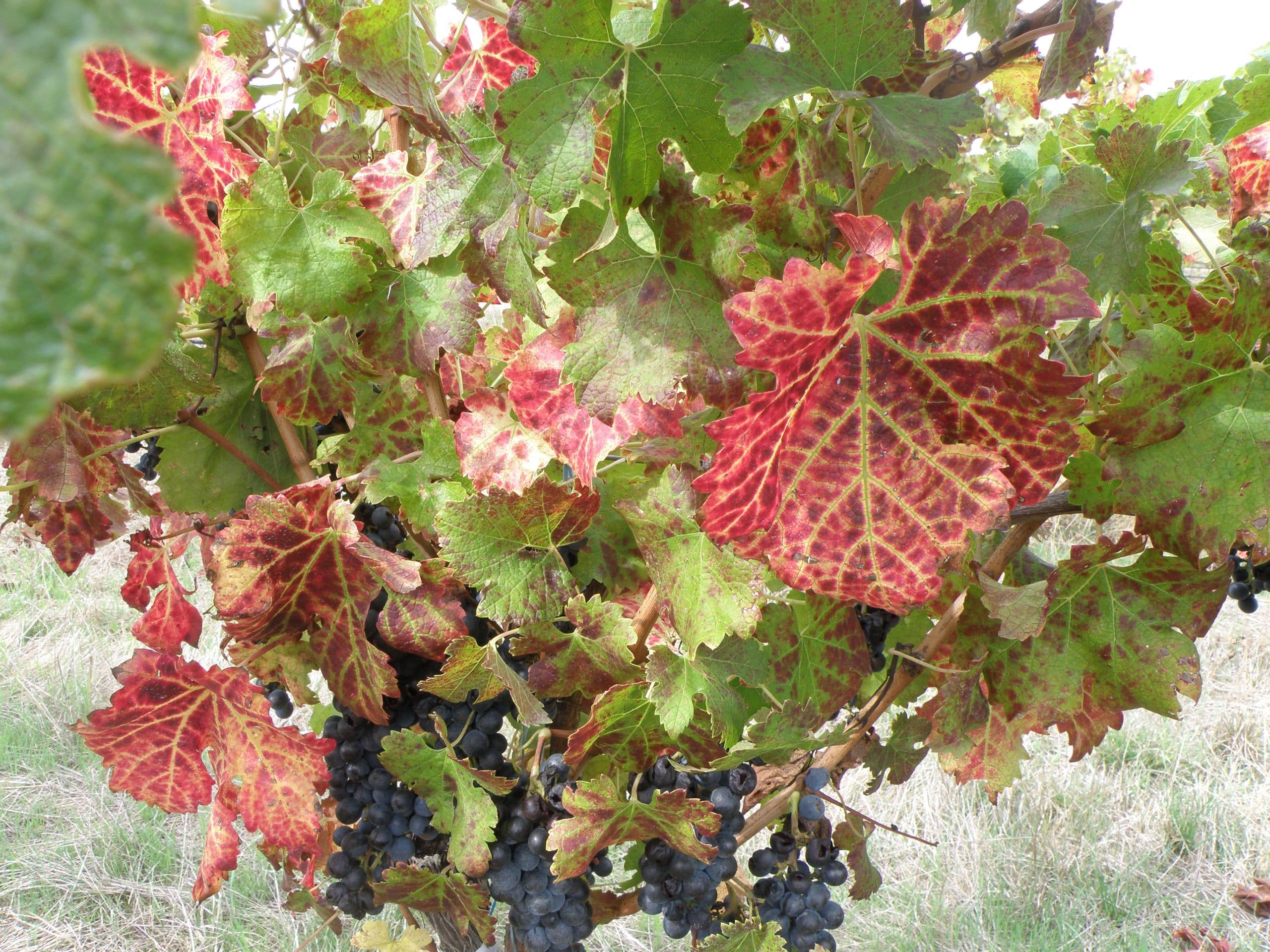 California FSA Now Offers Assistance from Losses due to Grapevine Leafroll Disease