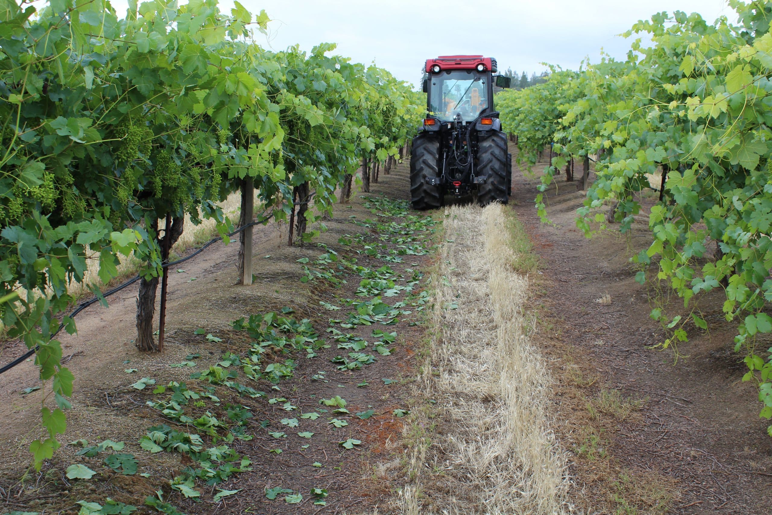How to Successfully Convert to Year-round Vineyard Mechanization