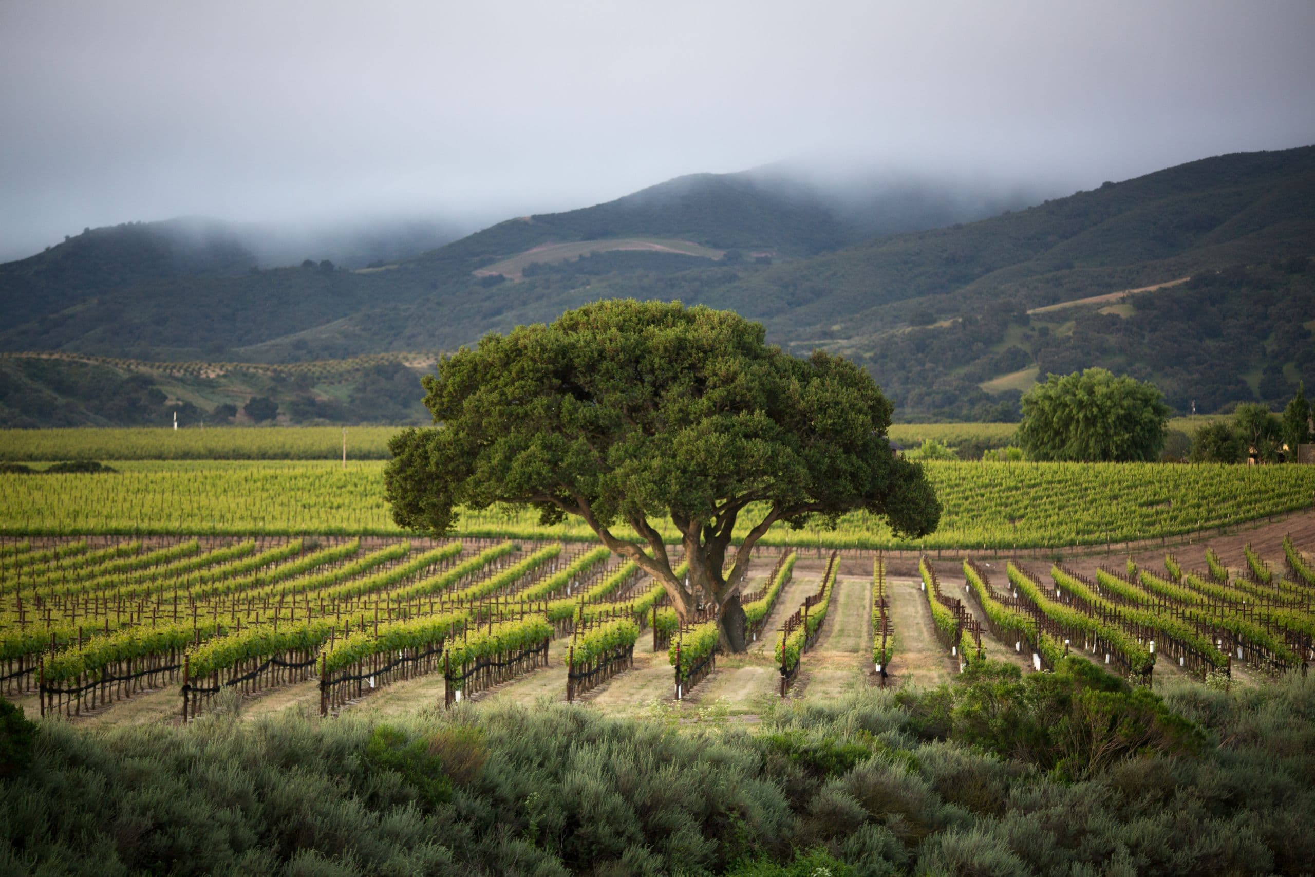 Wine Growers Honored with Sixth Annual California Green Medal