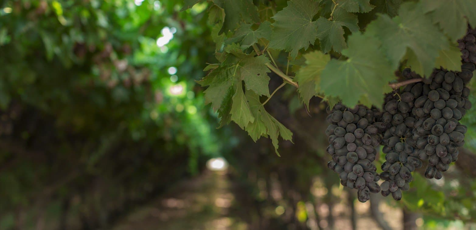 International Fruit Genetics Company Combats Intellectual Property Infringement