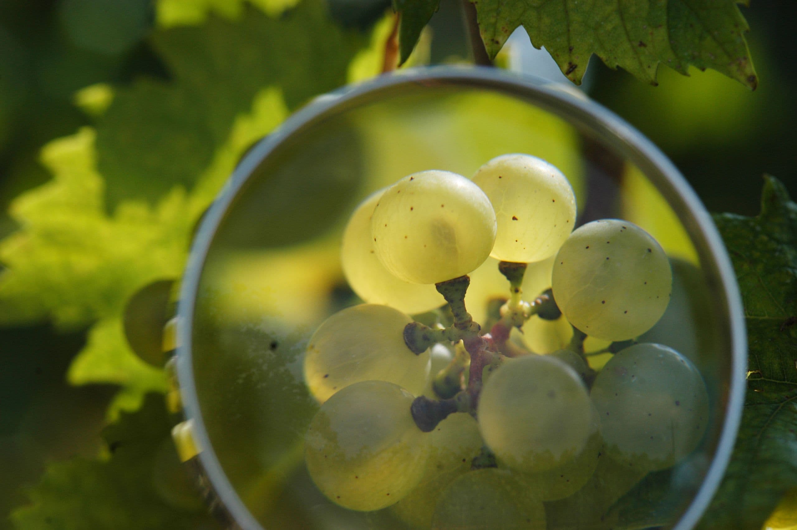 Washington Wine Allocates Record $1.2M for Research