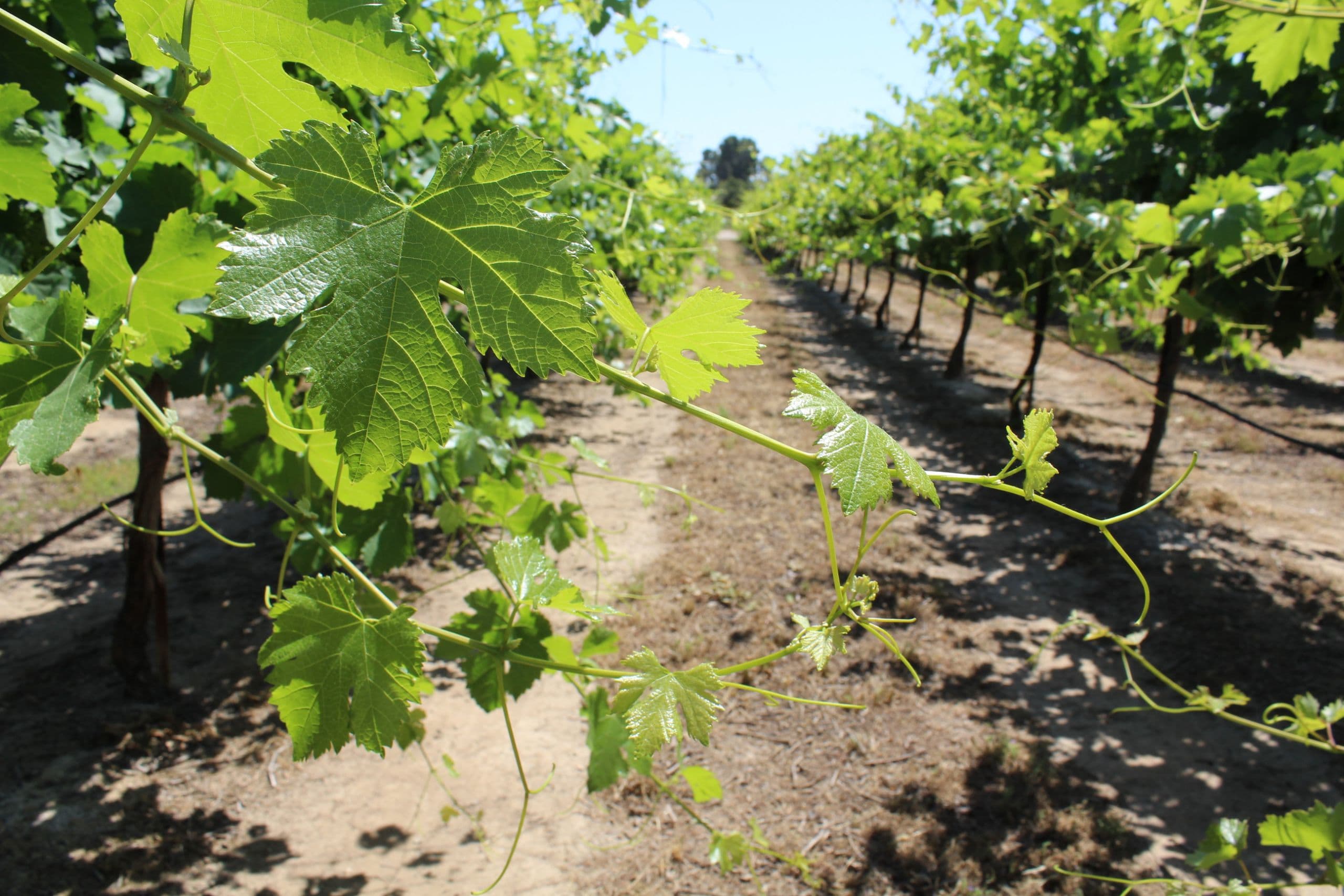 Balancing Nitrogen in Grapevines with University of Missouri