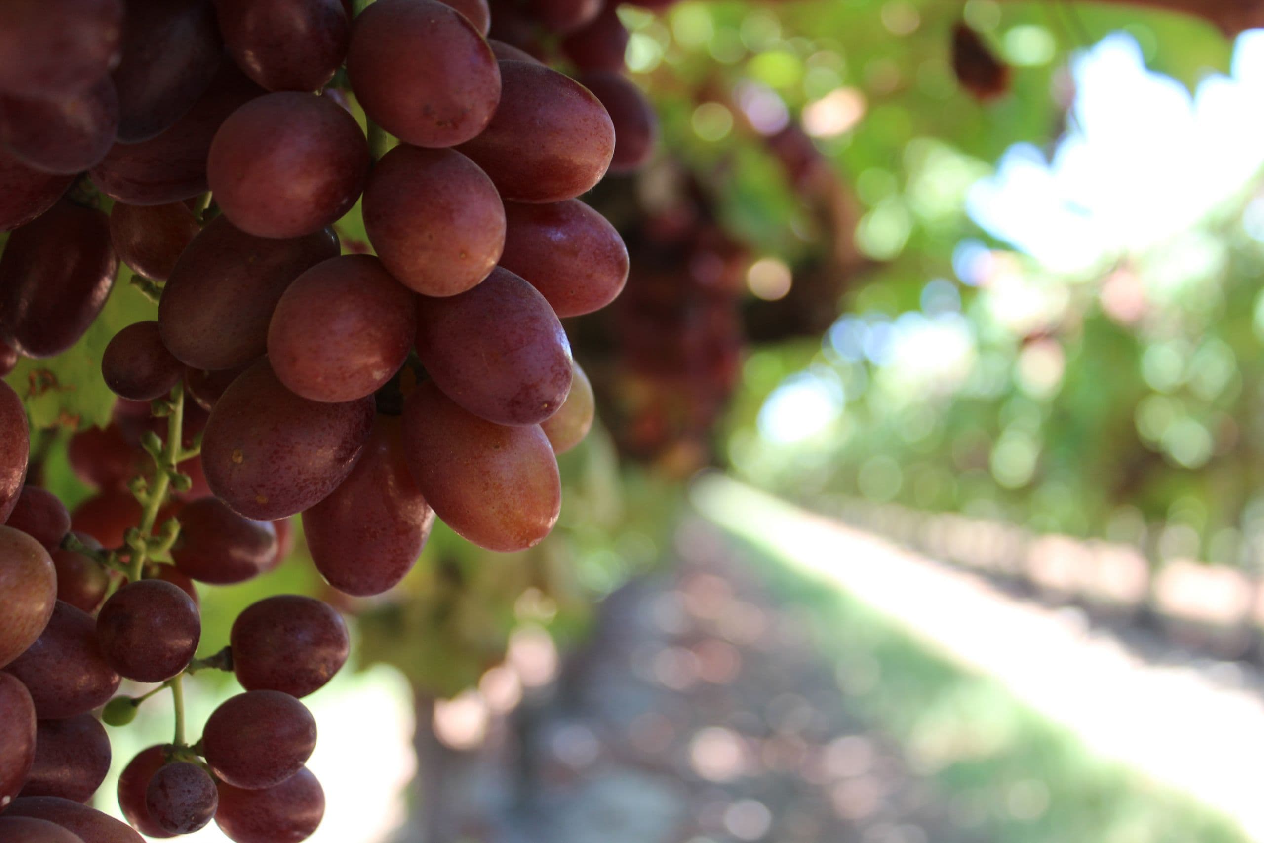 Grapes, Health and a Healthy Immune System