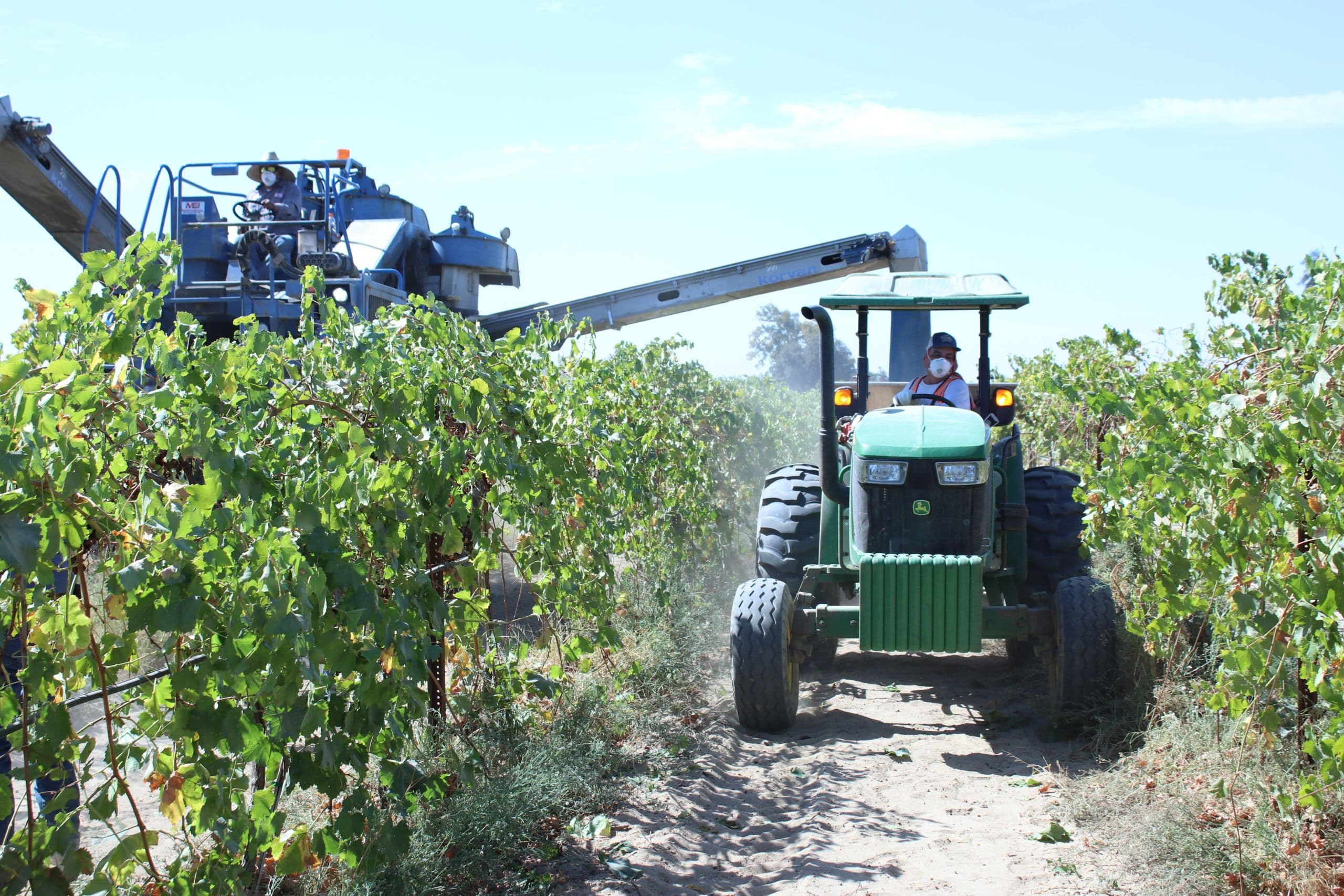 California Raisin Grape Mechanical Harvest Report