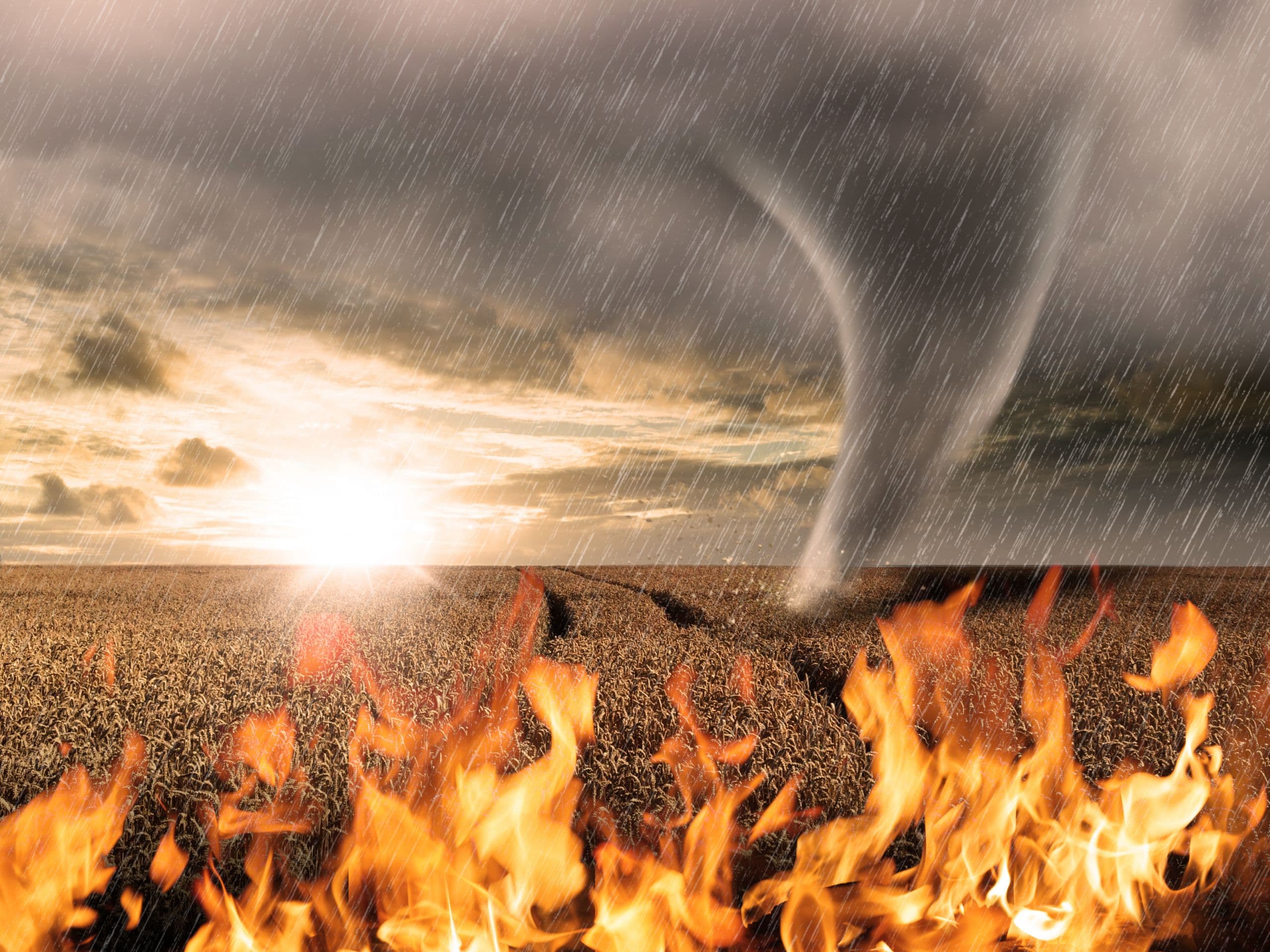 Tree & Vine Growers Eligible for Ongoing Disaster Assistance for Drought, Wildfire, Etc.