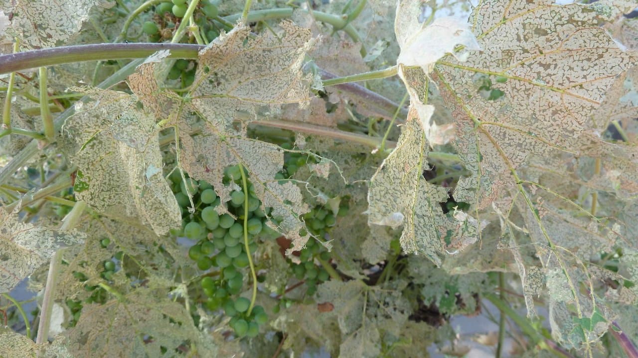 ASEV’s Invasive Pest Webinar Series Starts June 3