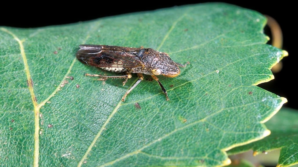Pierce’s Disease/Glassy-Winged Sharpshooter Continuation Referendum Passes