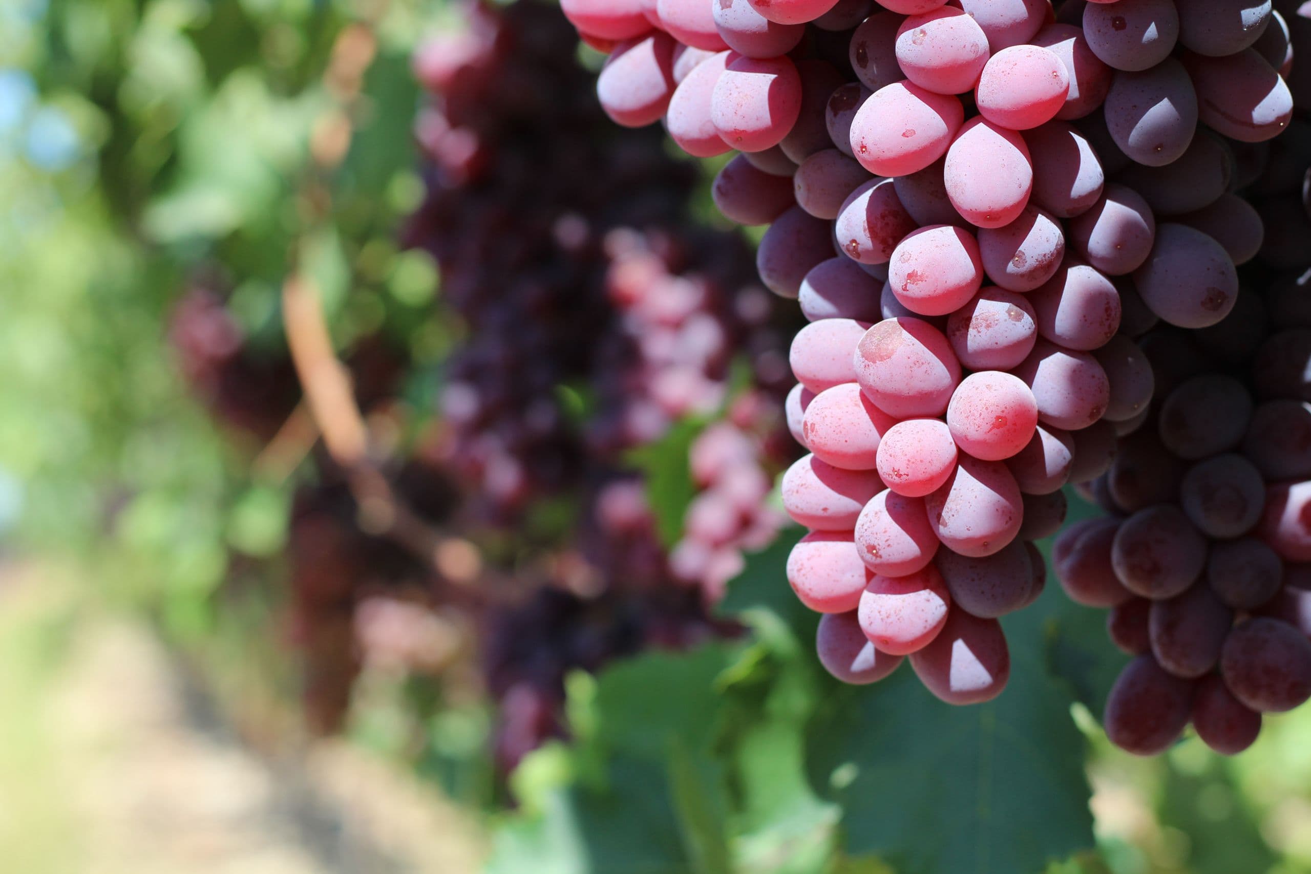 California Table Grape Commission Promotes Karen Hearn