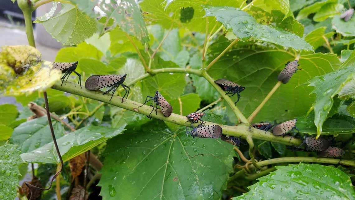 Spotted Lanternfly – A Threat to CA Winegrapes (June 11 Webinar)