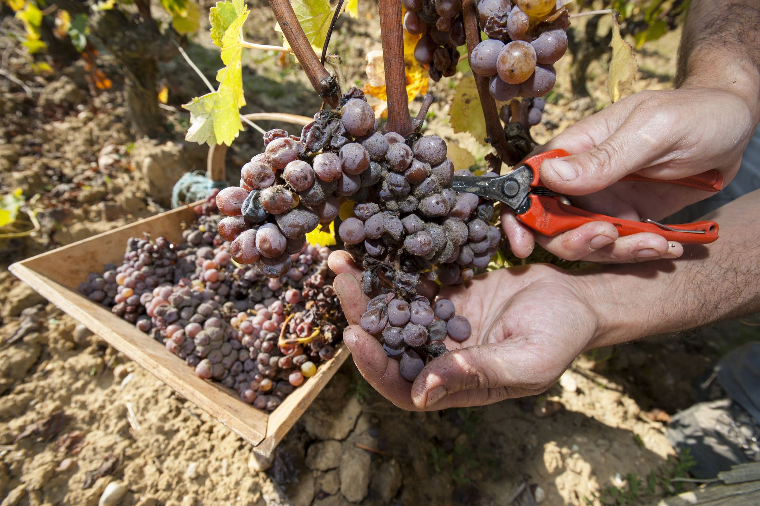 Southern Botrytis Sampling for Fungicide Resistance Development