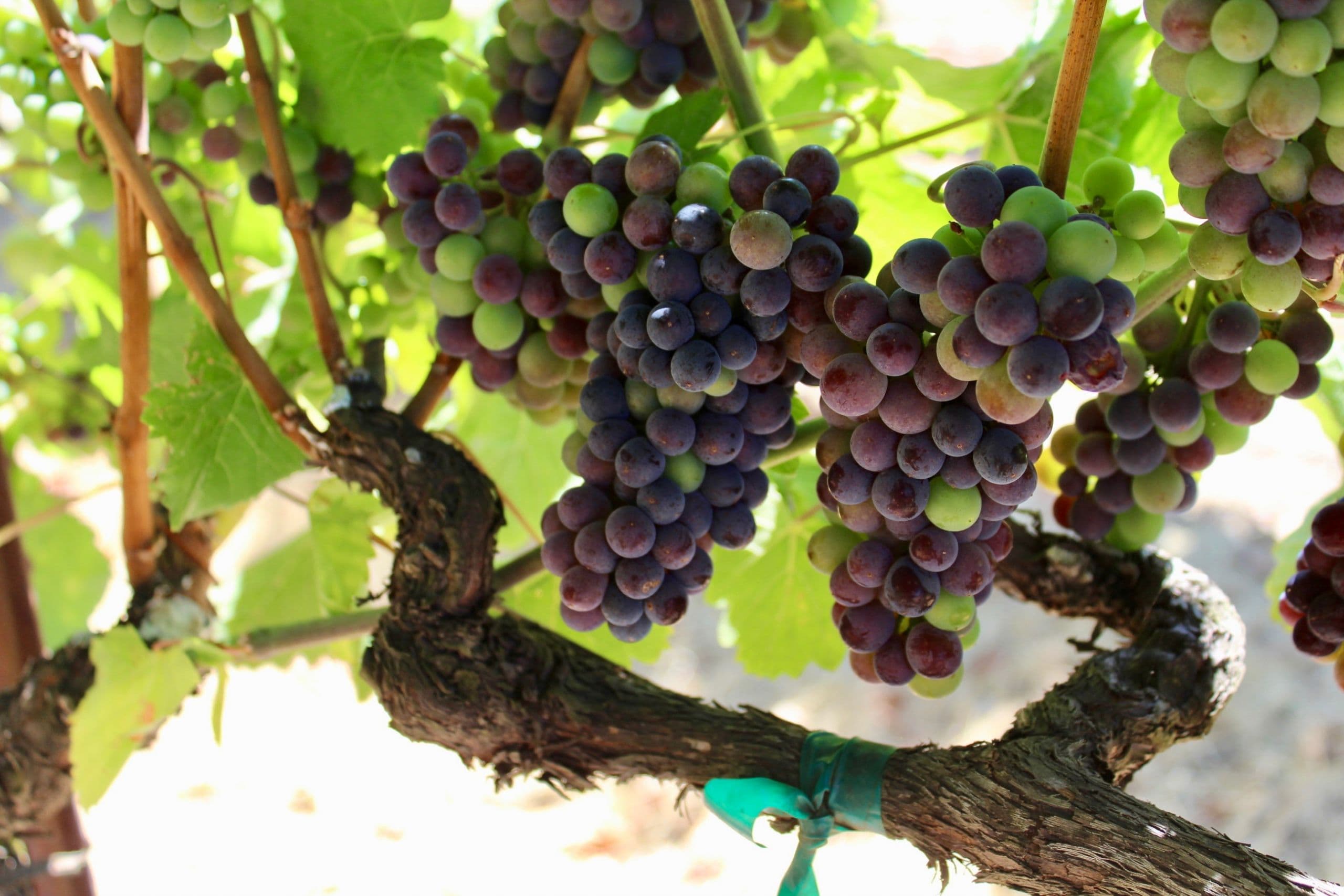 Ciatti Co Expects Average to Slightly Below Average CA Wine Crop