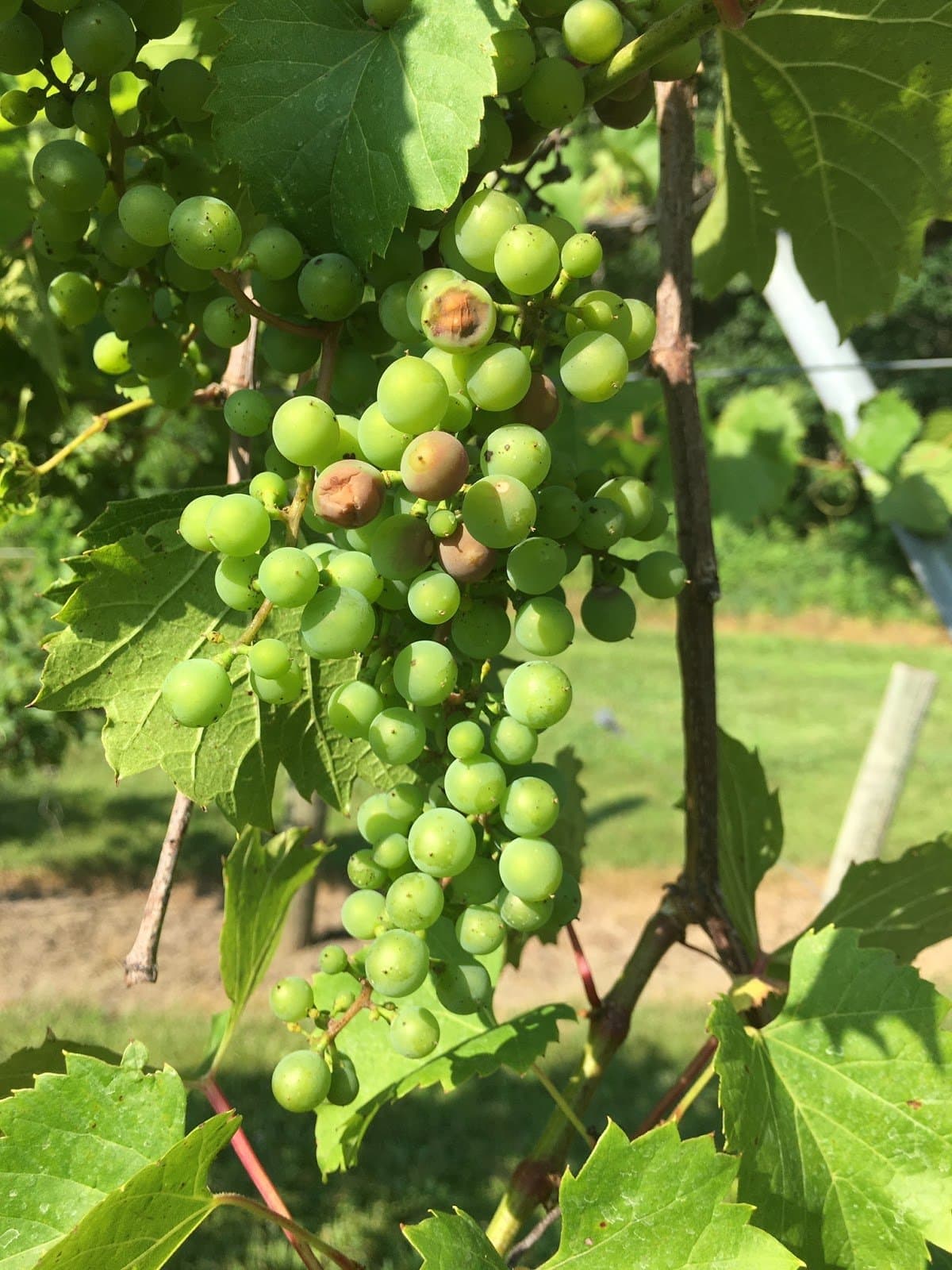 Preventing Sunburn on Grapes