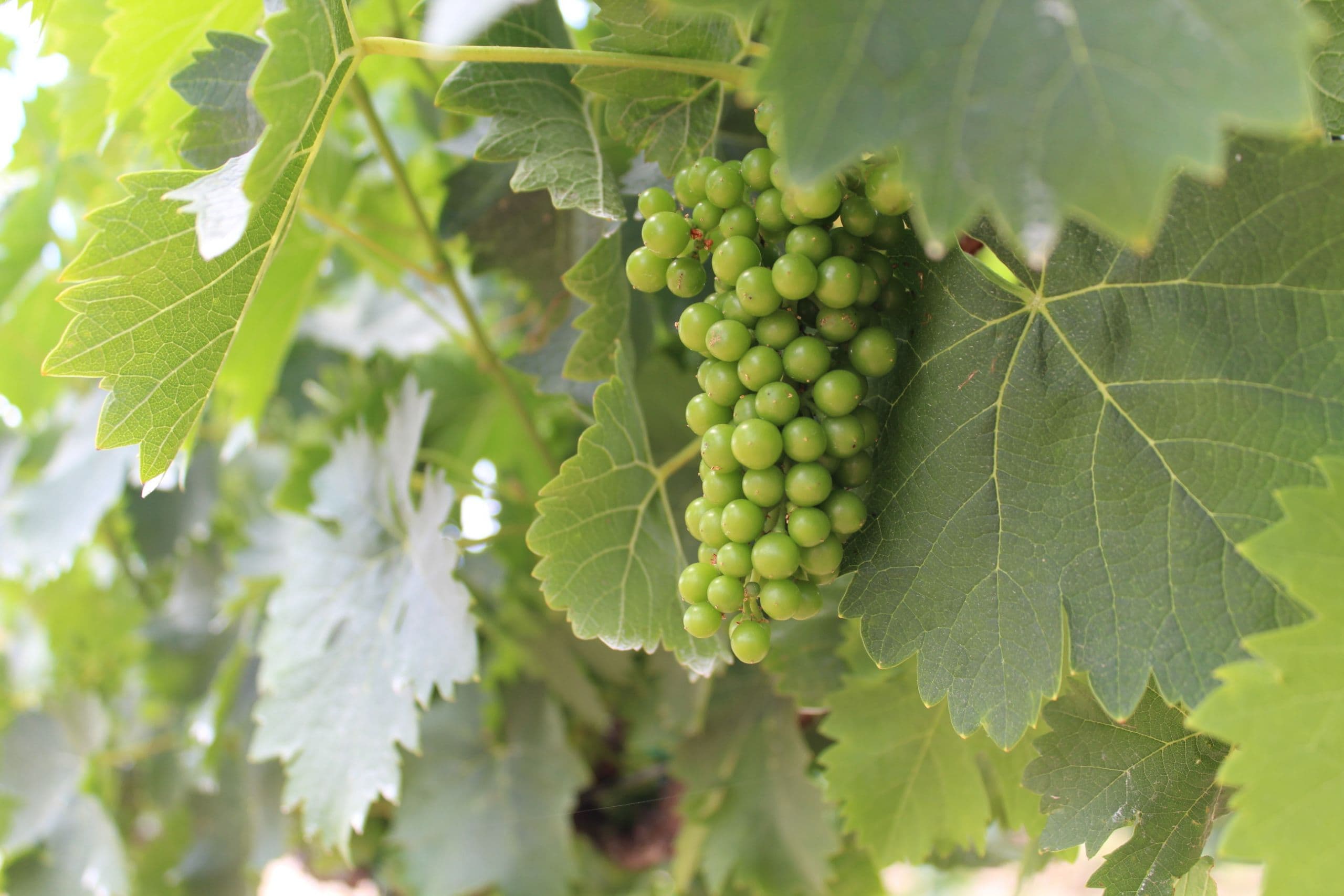 Michigan State University Crop Update, July 22