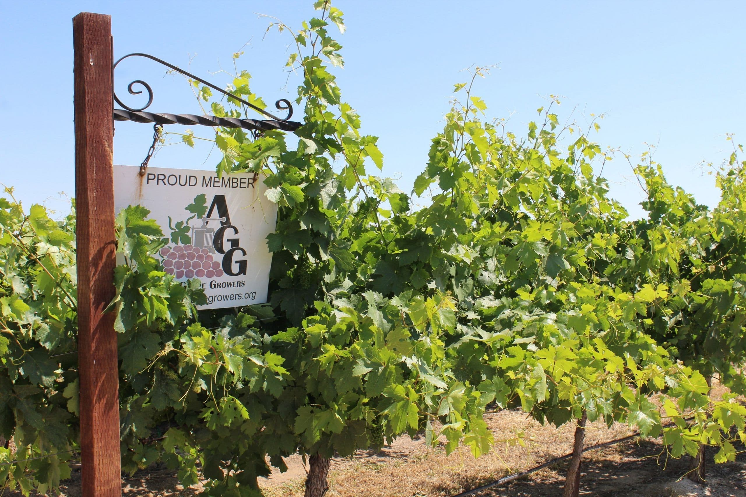 Allied Grape Growers’ Emilio Miranda Retires After 44-Year Career