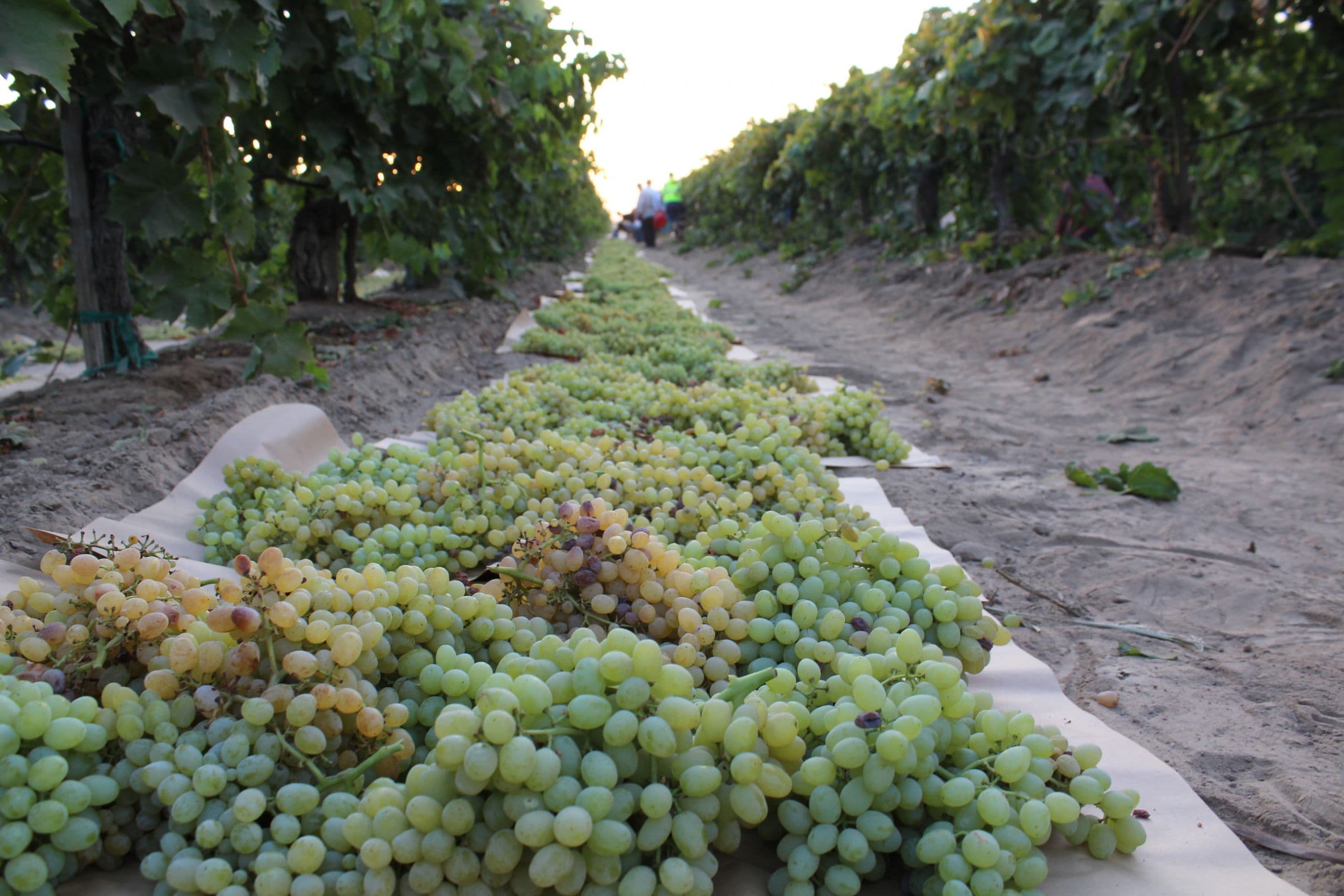 Raisin Bargaining Association Sliding Scale Price Offer for the 2020 Raisin Crop