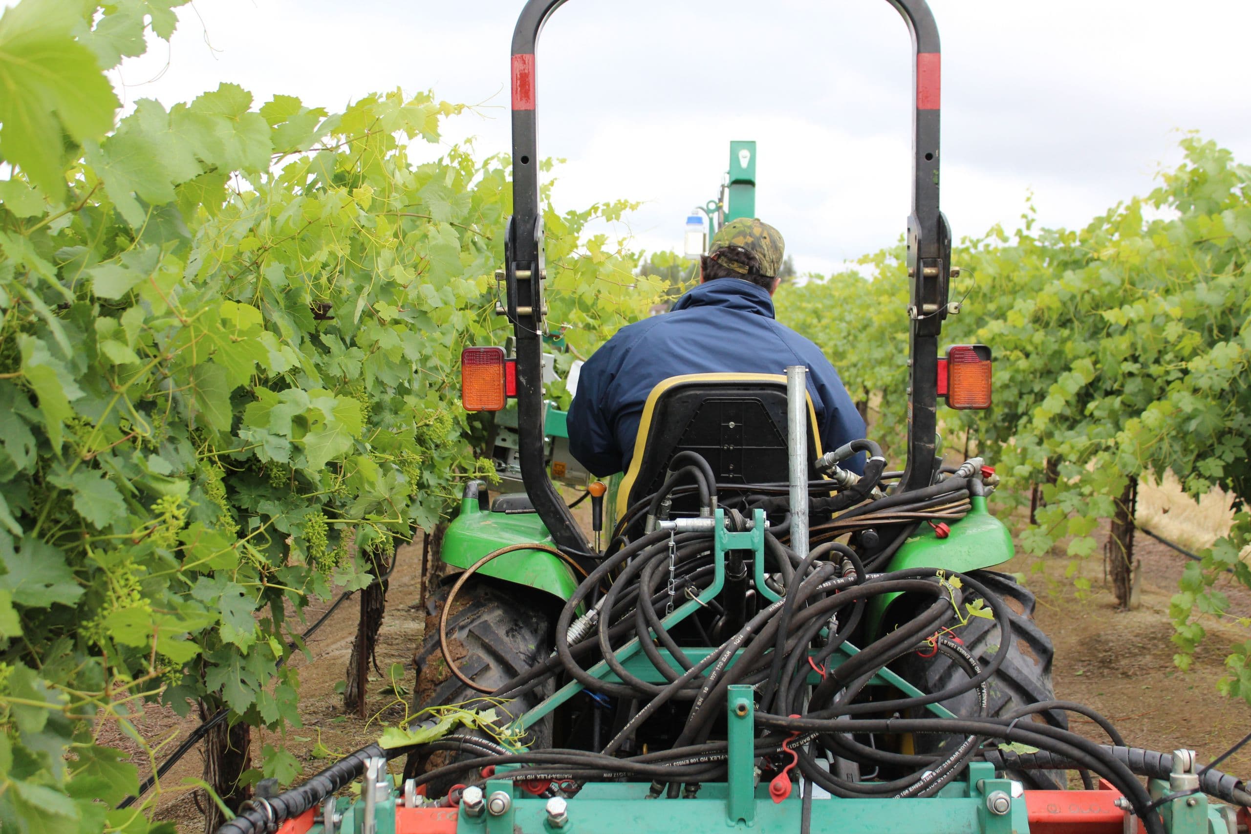 Mechanizing Vineyard Canopy Management