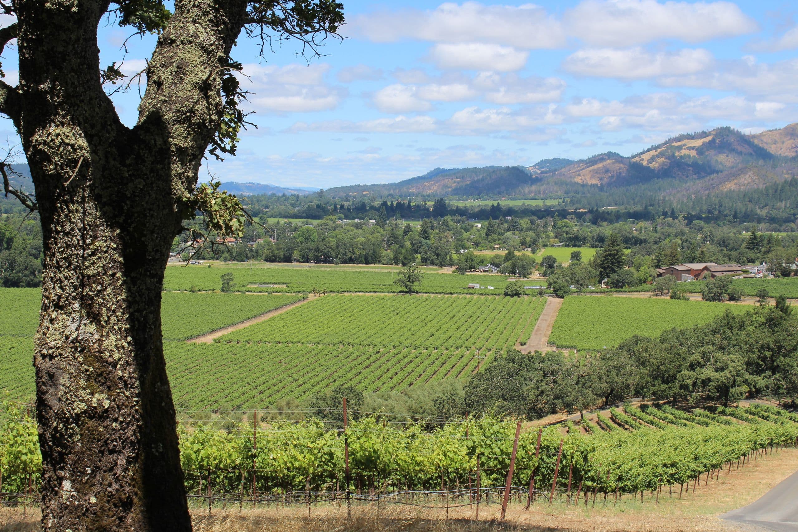 CA’s Robert Mondavi Winery Ranks #5 in 2020 World’s Best Vineyards, Sonoma County also Recognized