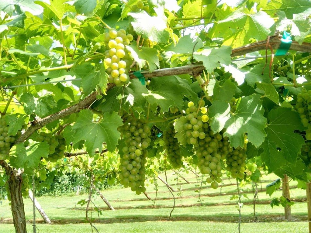 Don’t Let Bunch Rots Spoil Your Grape Harvest